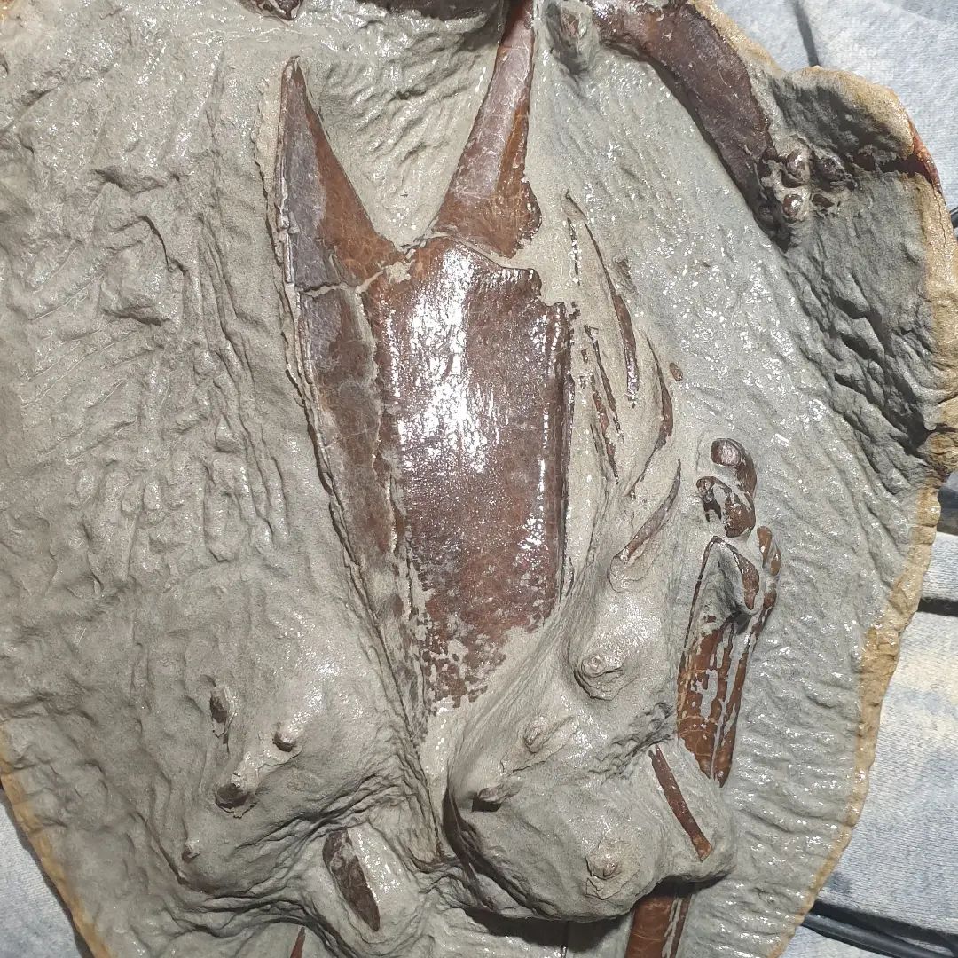 Fossil penguin prep progress: the coracoid is exposed as well as the humerus. I came across the joint of the tibiatarsus where it connects to the femur as well. 

    