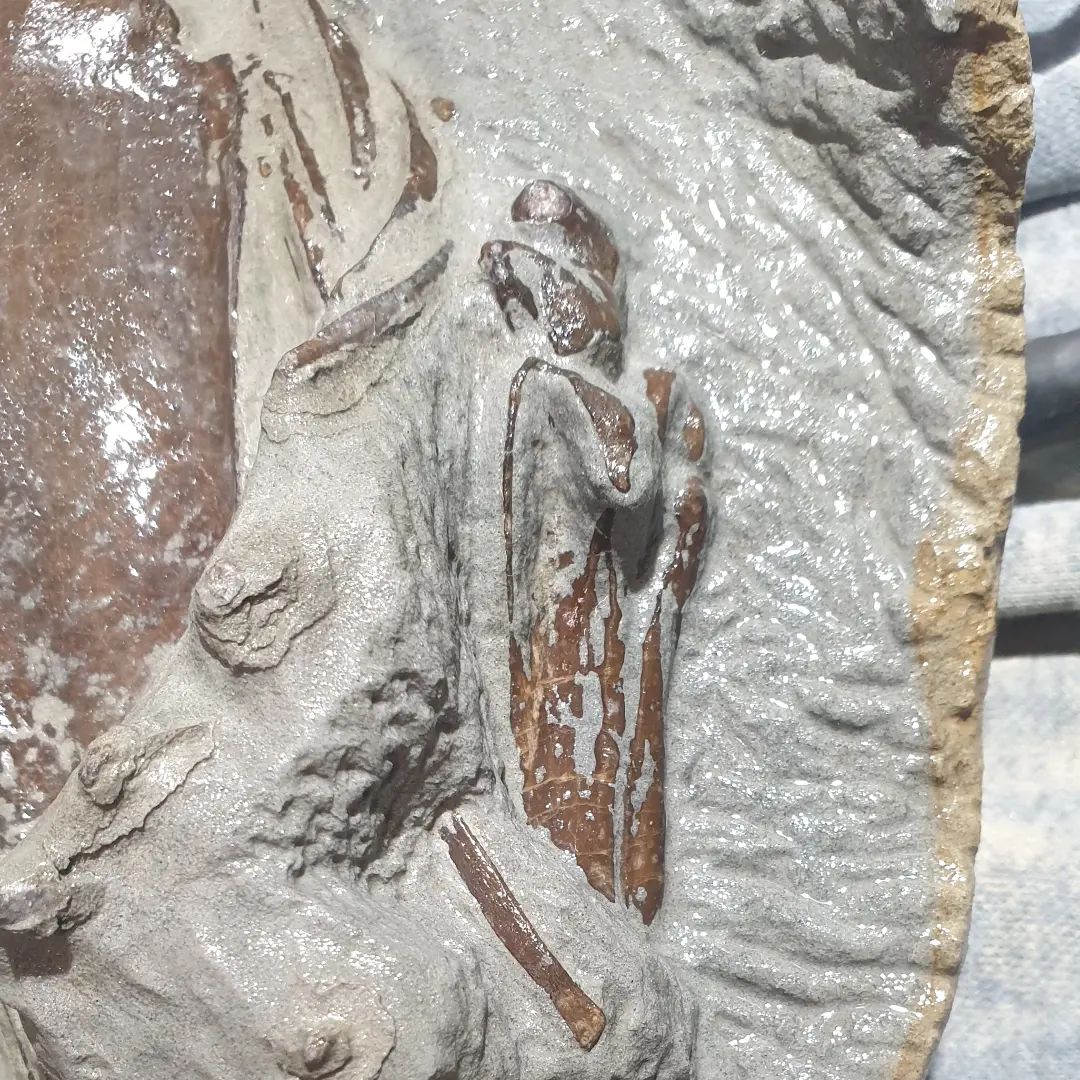 Fossil penguin prep progress: the coracoid is exposed as well as the humerus. I came across the joint of the tibiatarsus where it connects to the femur as well. 

    