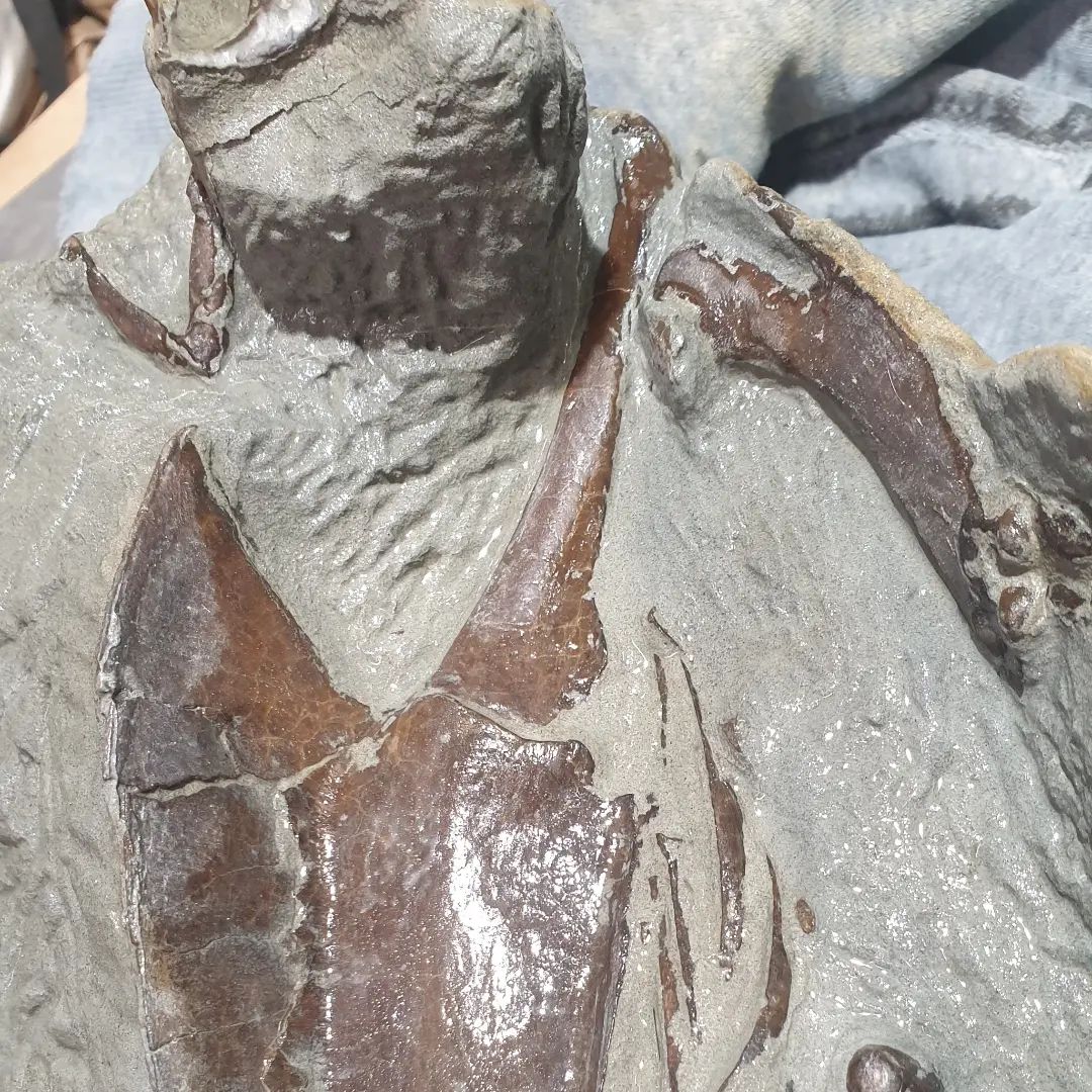 Fossil penguin prep progress: the coracoid is exposed as well as the humerus. I came across the joint of the tibiatarsus where it connects to the femur as well. 

    