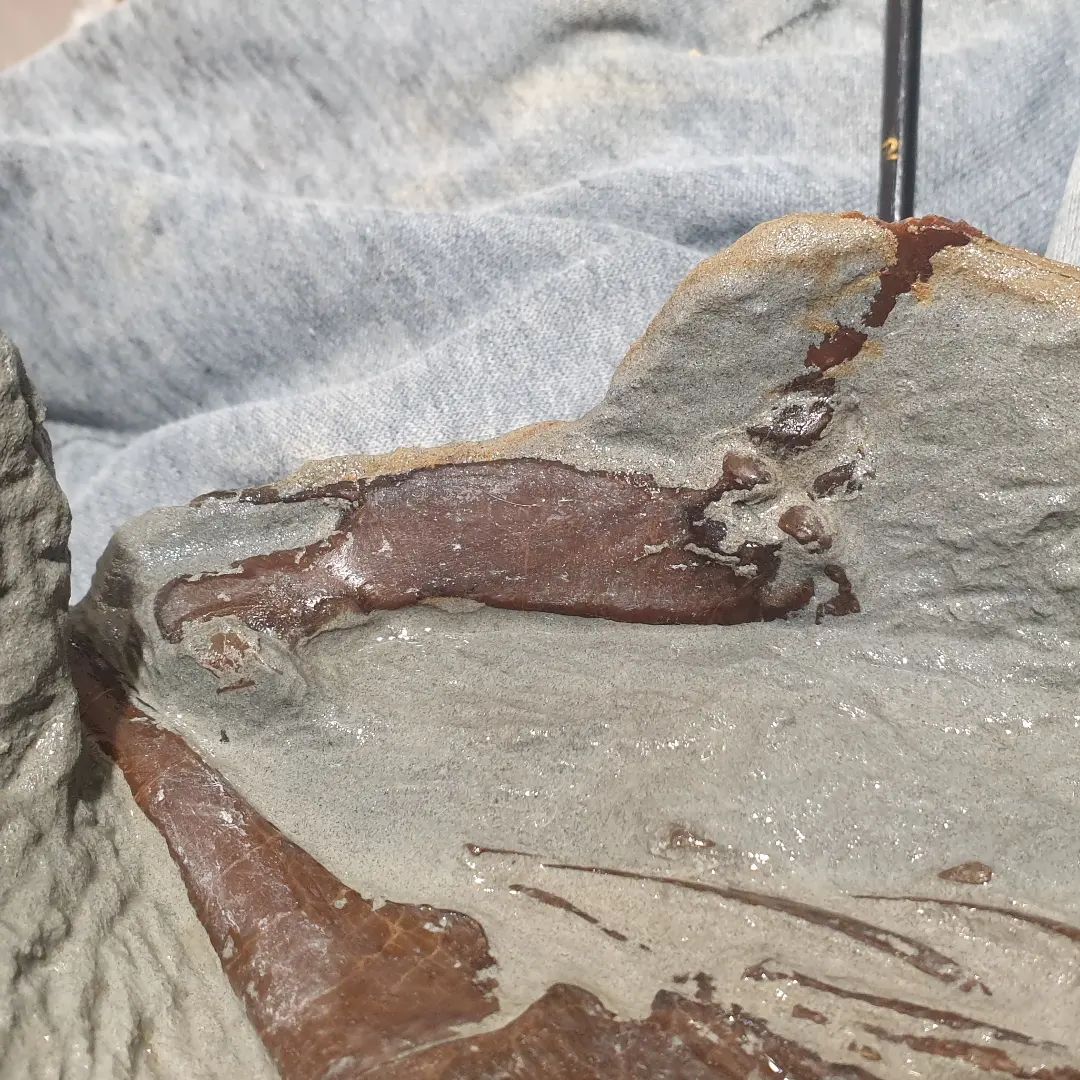 Fossil penguin prep progress: the coracoid is exposed as well as the humerus. I came across the joint of the tibiatarsus where it connects to the femur as well. 

    
