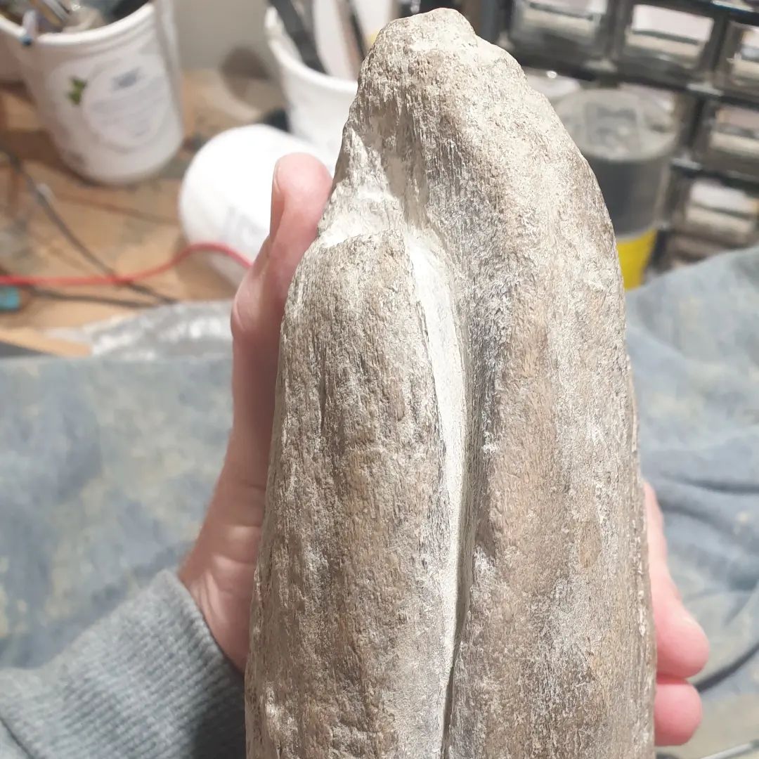 I'm slowly making some progress on this bit of cetacean mandible (corrected, not rostrum!),. Its been an off and on again project for the last 3 months.     