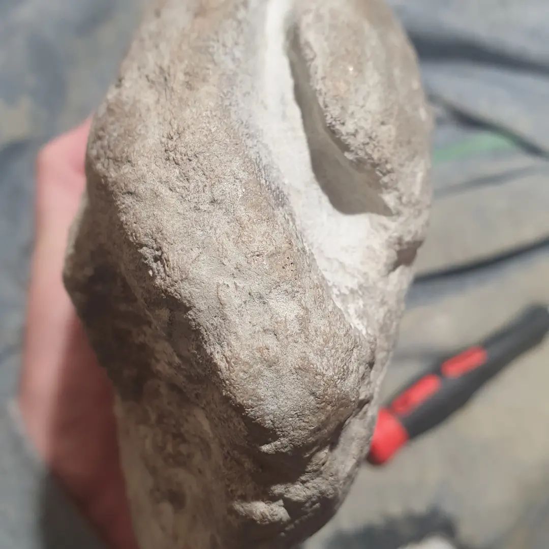 I'm slowly making some progress on this bit of cetacean mandible (corrected, not rostrum!),. Its been an off and on again project for the last 3 months.     