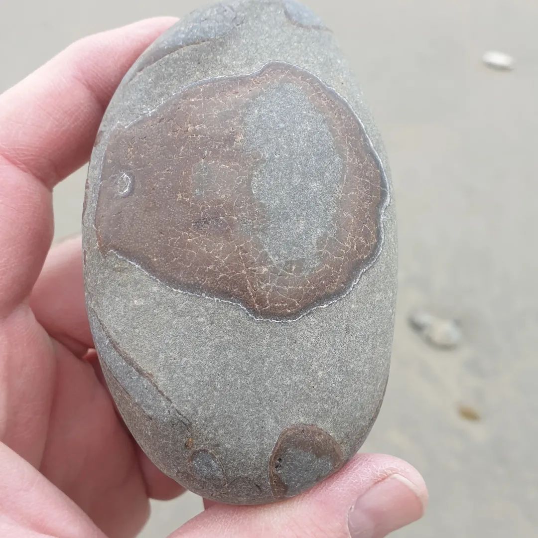 I love finding these tiny, fossil crabs that nature has prepped. This one is quite complete other than the bit of the carapace that got sanded away. 

I think its a Tumidocarcinus crB but not 100% sure on that.

      