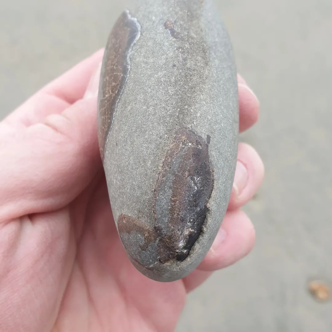 I love finding these tiny, fossil crabs that nature has prepped. This one is quite complete other than the bit of the carapace that got sanded away. 

I think its a Tumidocarcinus crB but not 100% sure on that.

      