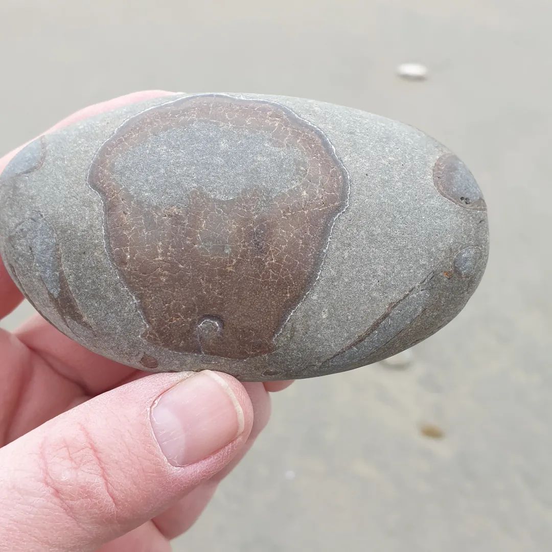 I love finding these tiny, fossil crabs that nature has prepped. This one is quite complete other than the bit of the carapace that got sanded away. 

I think its a Tumidocarcinus crB but not 100% sure on that.

      