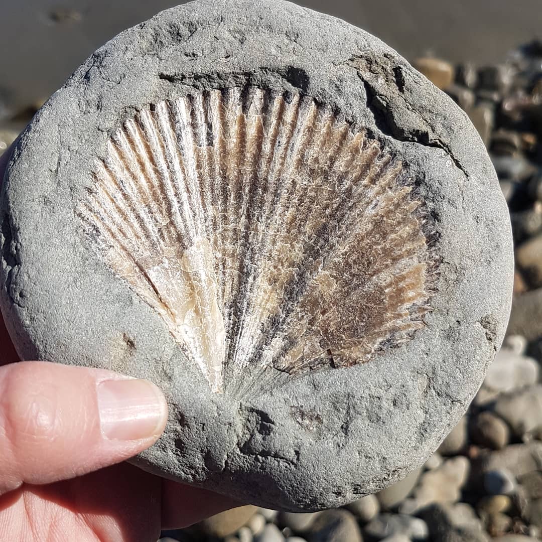 My favourite fossil shell to find, they are just so nice and symmetrical 😁 this is how I found it, still in the concretion.

       
