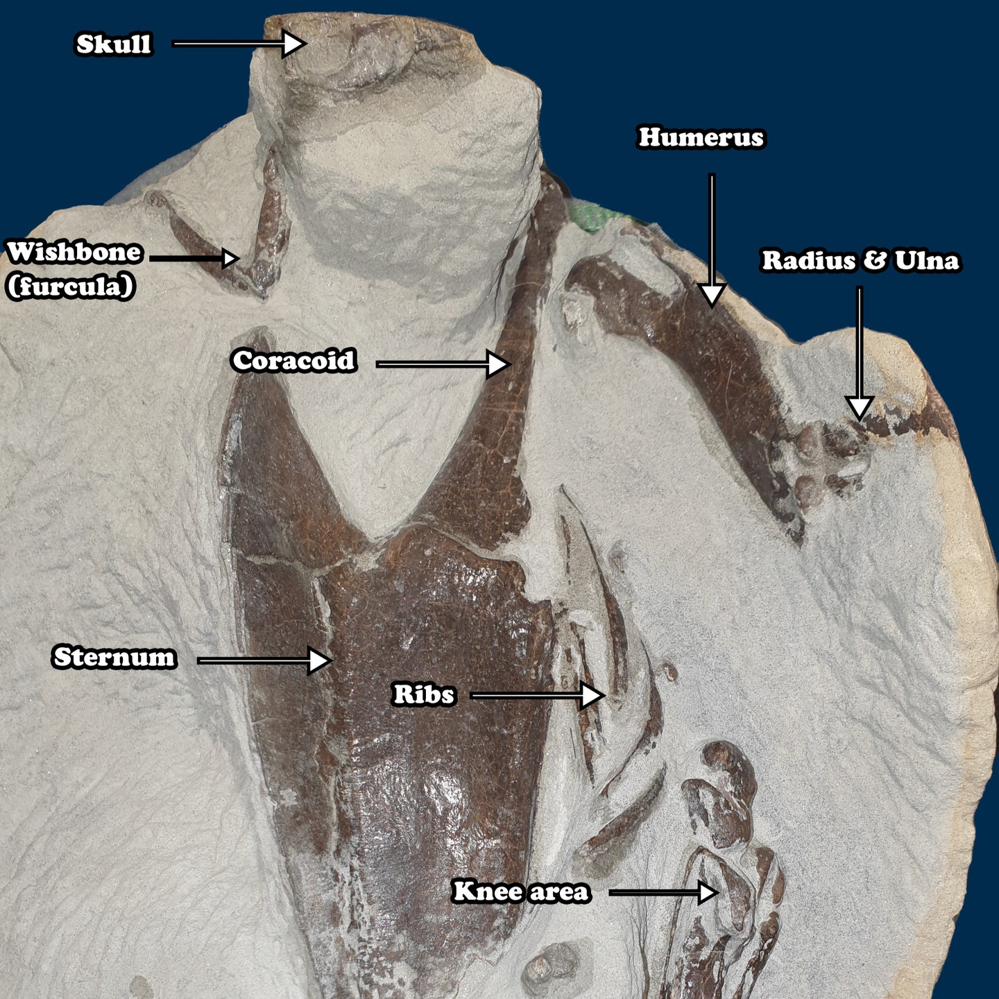 A progress pic of the fossil penguin prep with some, hopefully correct, labels. I've been out with a cold but hopefully will be doing some prep this evening.

     