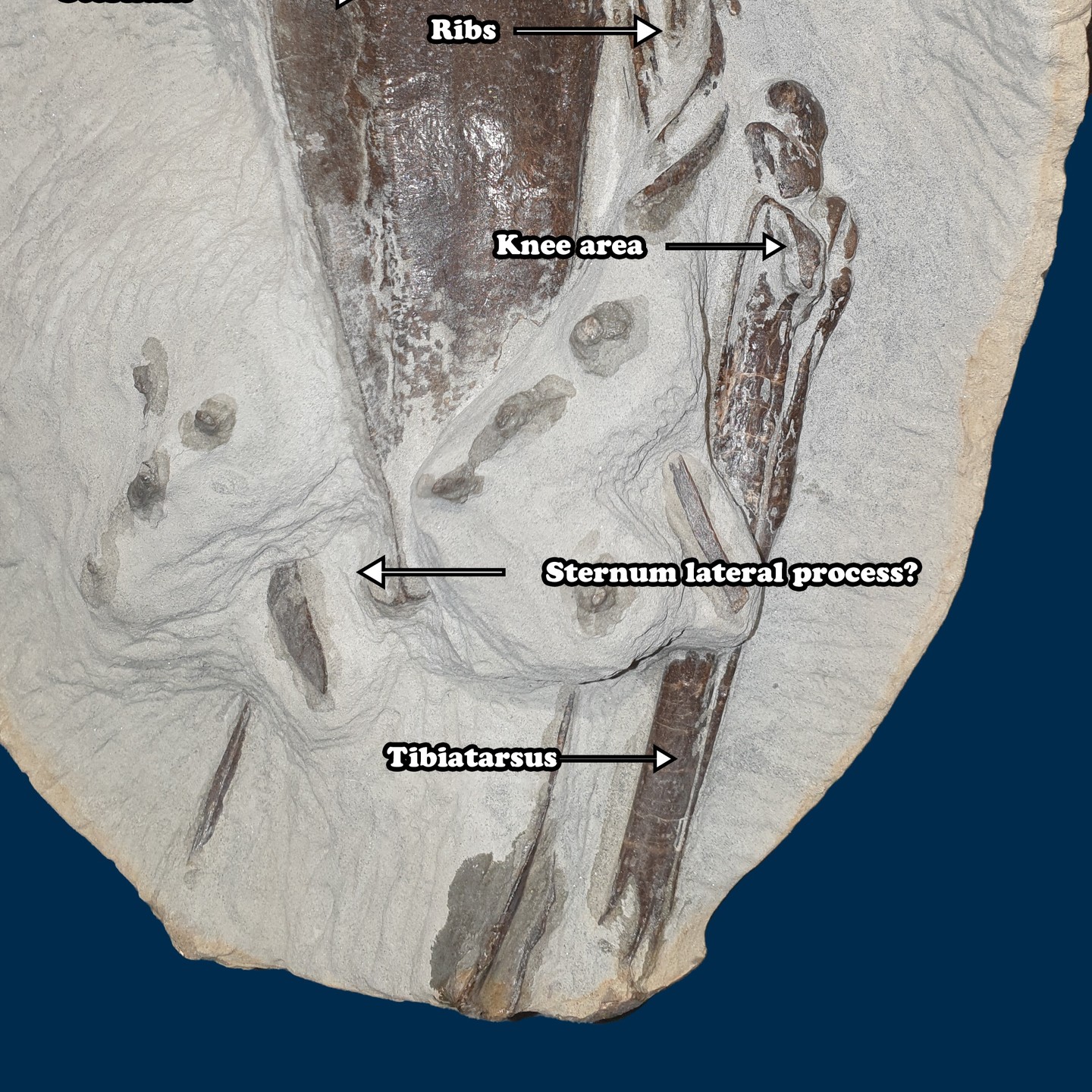 A progress pic of the fossil penguin prep with some, hopefully correct, labels. I've been out with a cold but hopefully will be doing some prep this evening.

     