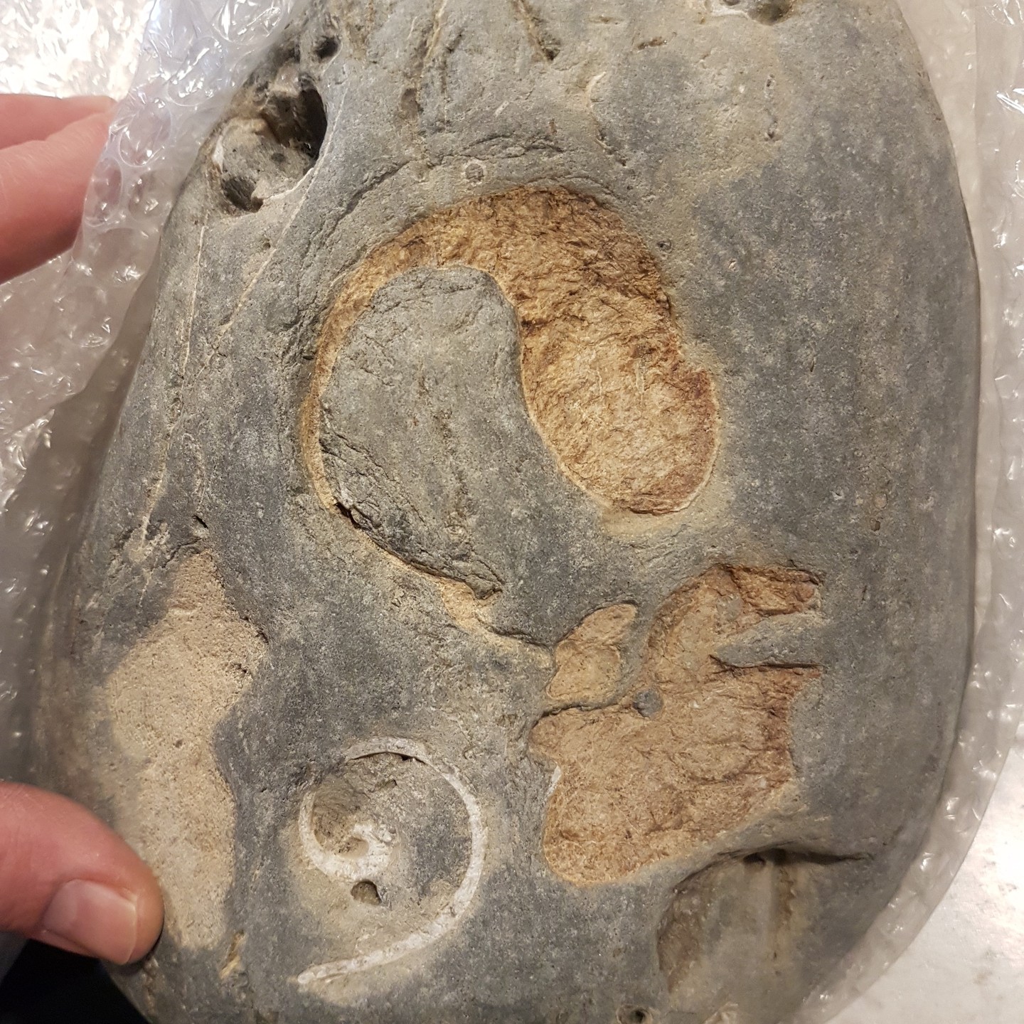 Here's a throwback to my first ever set of whale ear bones I found that one of the team at @te_papa kindly labelled. I donated it to Te Papa before I was into 3D scanning so I might have to go and scan it one day so I can print a copy for myself.

      