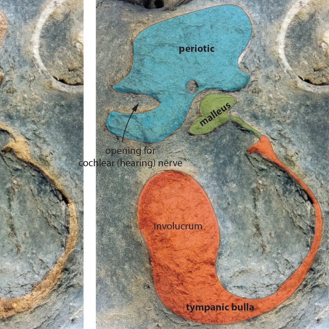 Here's a throwback to my first ever set of whale ear bones I found that one of the team at @te_papa kindly labelled. I donated it to Te Papa before I was into 3D scanning so I might have to go and scan it one day so I can print a copy for myself.

      