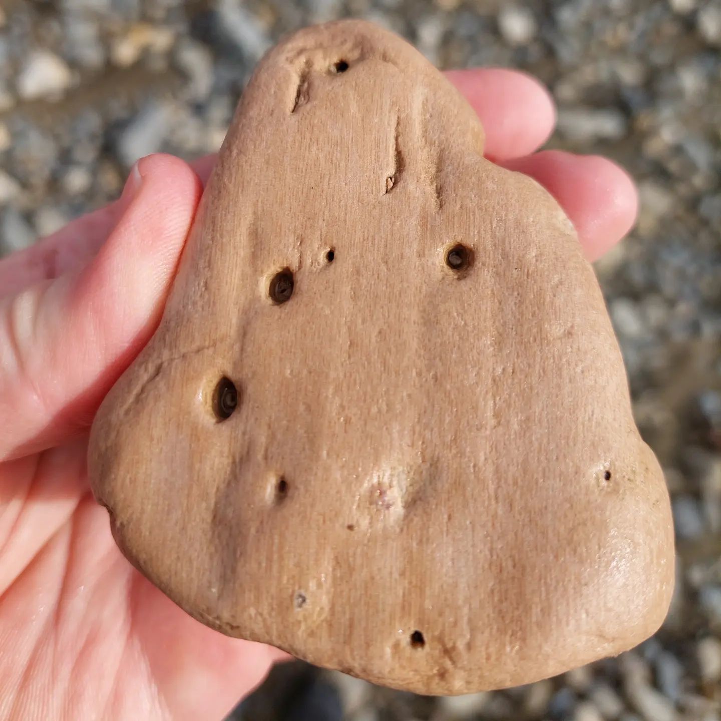 Some petrified wood I found today in North Canterbury, all very different looking.     