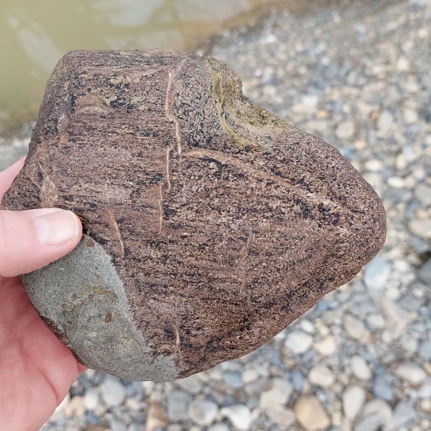 Some petrified wood I found today in North Canterbury, all very different looking.     