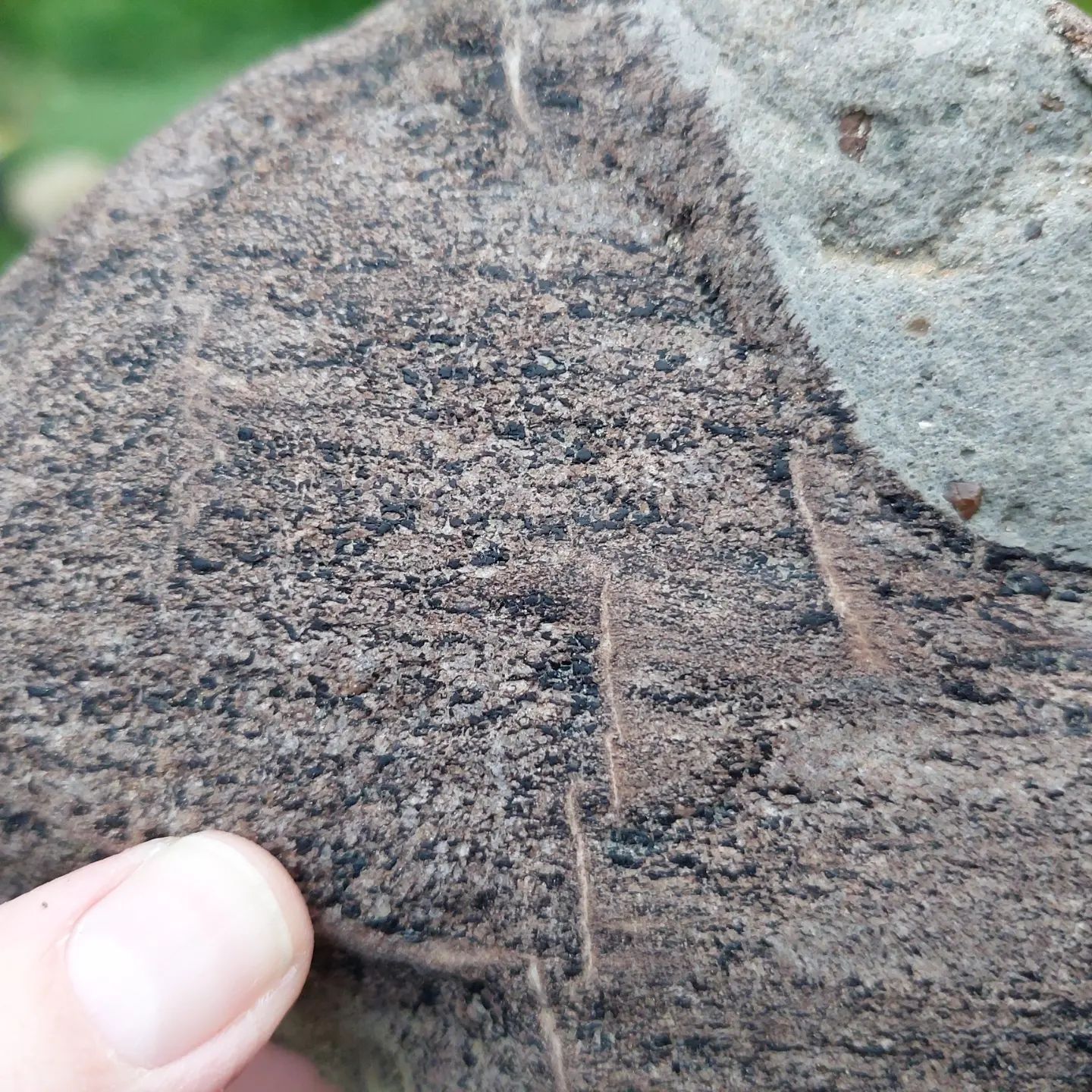 Some petrified wood I found today in North Canterbury, all very different looking.     