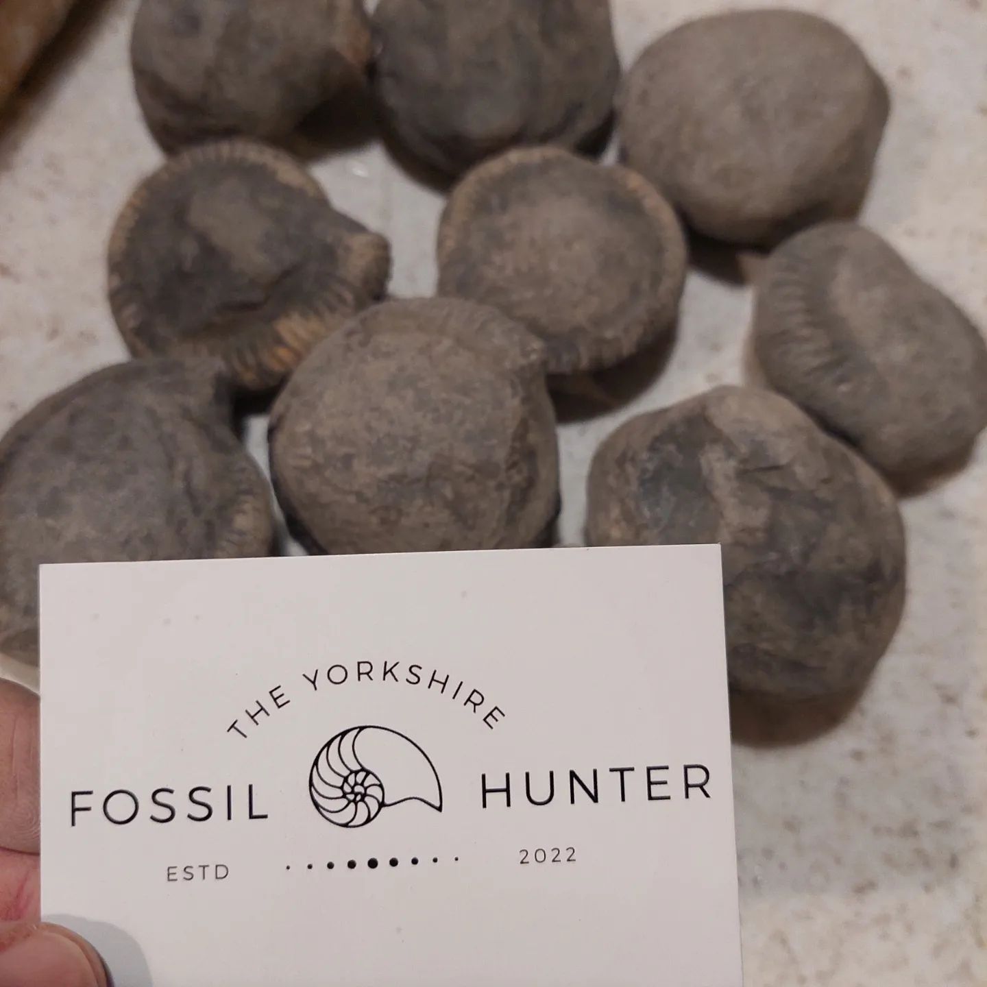 I'm excited to try and prep these ammonites! Thanks so much @yorkshire_fossil_hunter 😀 Keep an eye out for a future prep video.    