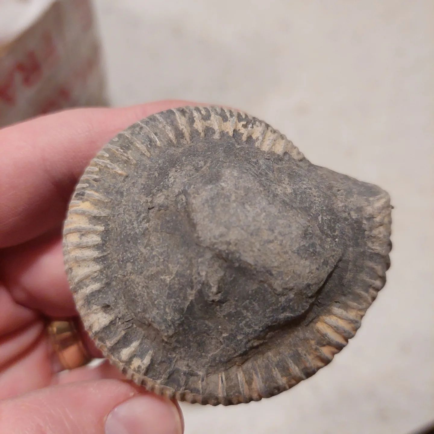 I'm excited to try and prep these ammonites! Thanks so much @yorkshire_fossil_hunter 😀 Keep an eye out for a future prep video.    