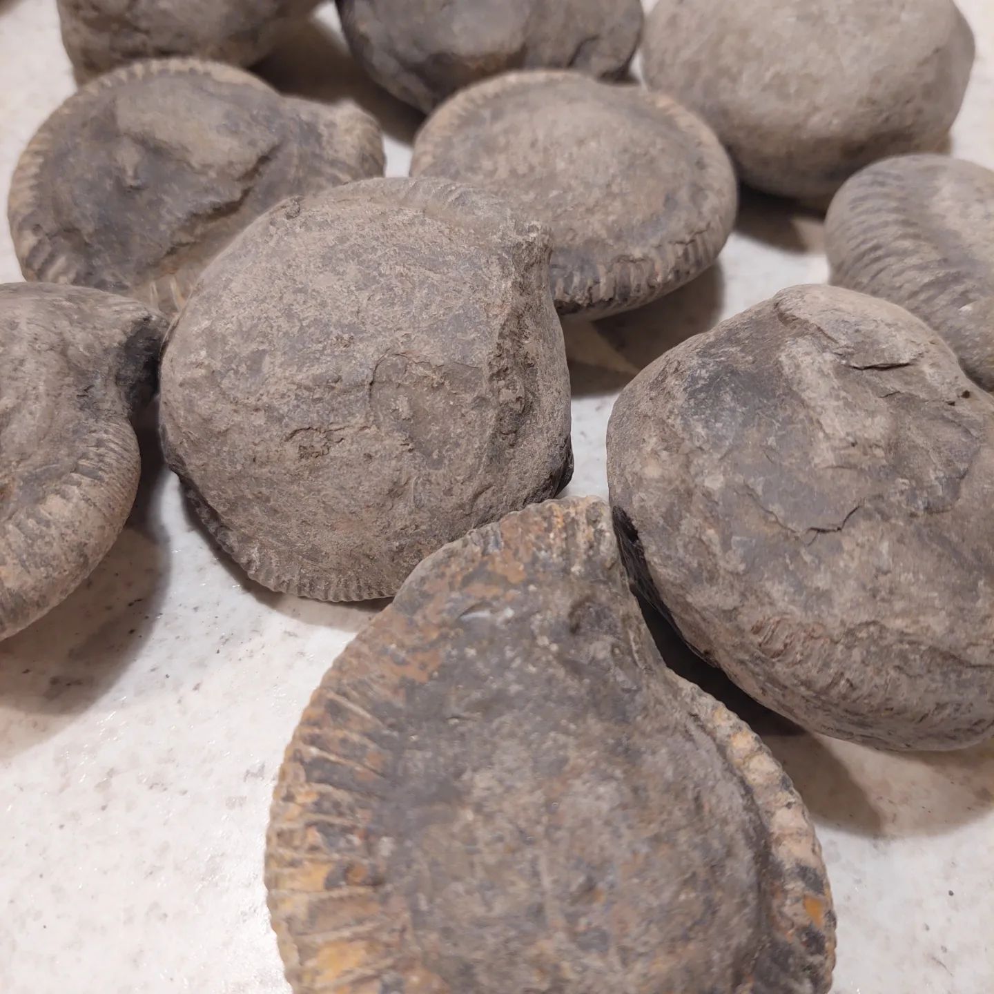 I'm excited to try and prep these ammonites! Thanks so much @yorkshire_fossil_hunter 😀 Keep an eye out for a future prep video.    