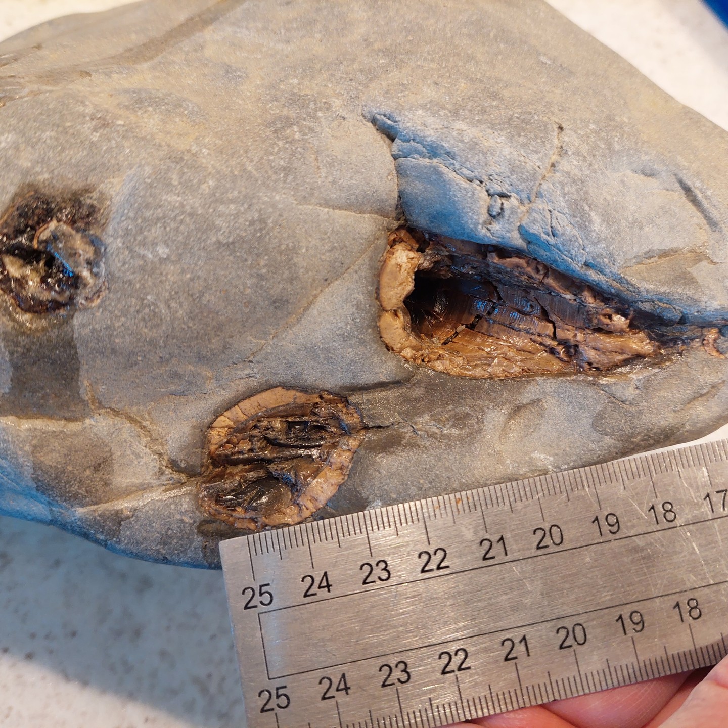 Here are some frames I took from a video of the scan of some cetacean teeth I found in a concretion. It was scanned by a beam of neutrons at ANSTO as traditional x-rays aren't powerful enough to penetrate this dense rock from what I understand.

Keep an eye on my YouTube channel for the full video, it's pretty mind-blowing footage! 

This is going to help me prep the concretion as I now have a map of where the teeth and bones are in the rock.

      