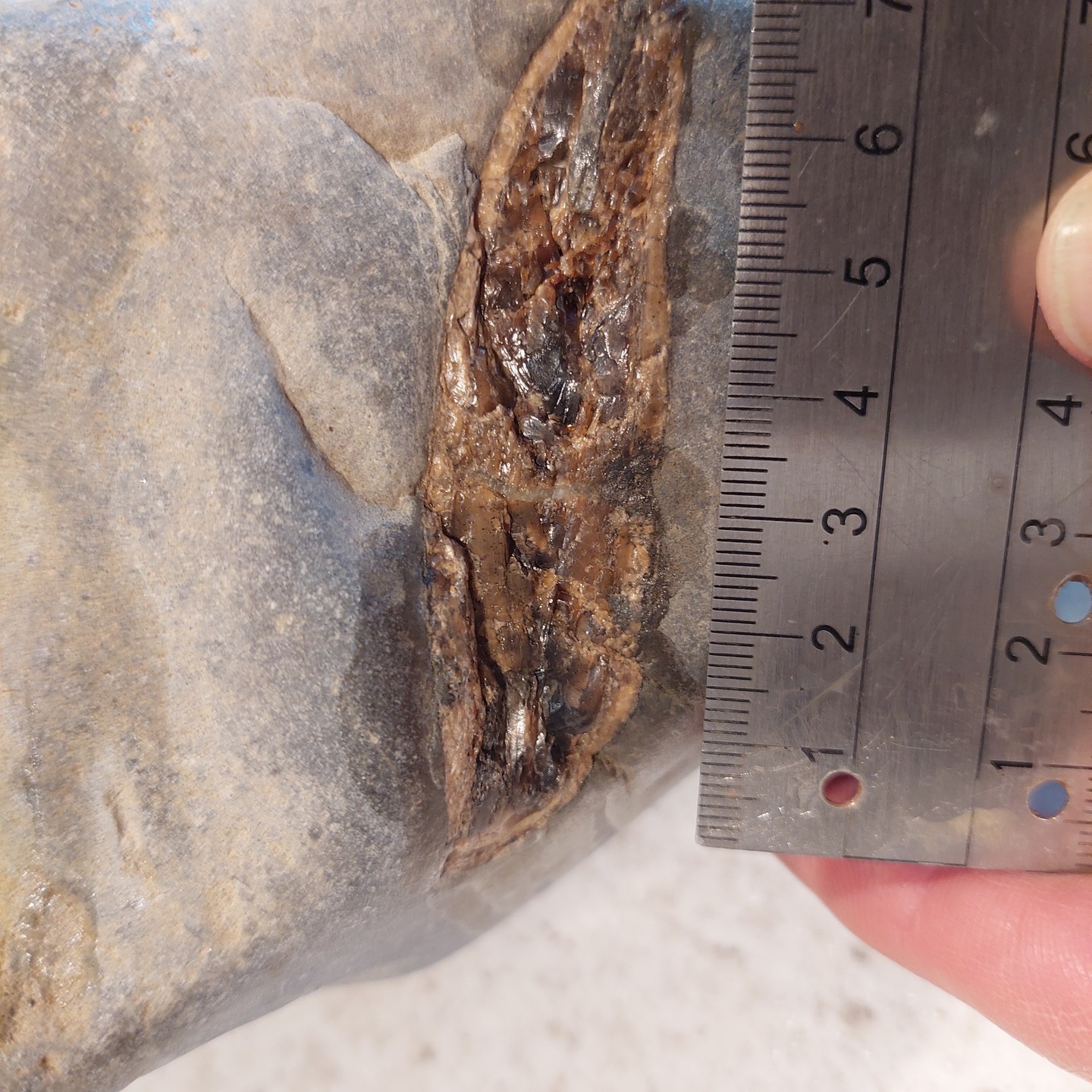 Here are some frames I took from a video of the scan of some cetacean teeth I found in a concretion. It was scanned by a beam of neutrons at ANSTO as traditional x-rays aren't powerful enough to penetrate this dense rock from what I understand.

Keep an eye on my YouTube channel for the full video, it's pretty mind-blowing footage! 

This is going to help me prep the concretion as I now have a map of where the teeth and bones are in the rock.

      