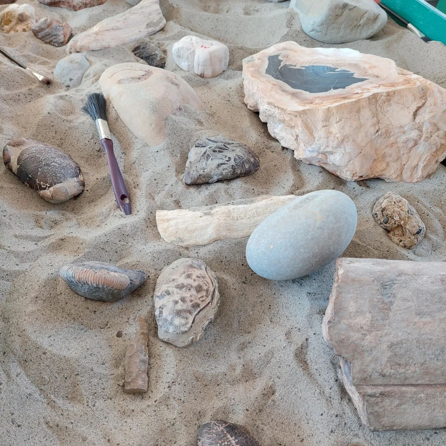 A huge thanks to everyone that visited the fossil workshop today, it was great meeting so many fossil enthusiasts! The kids prep area was super busy 😀      