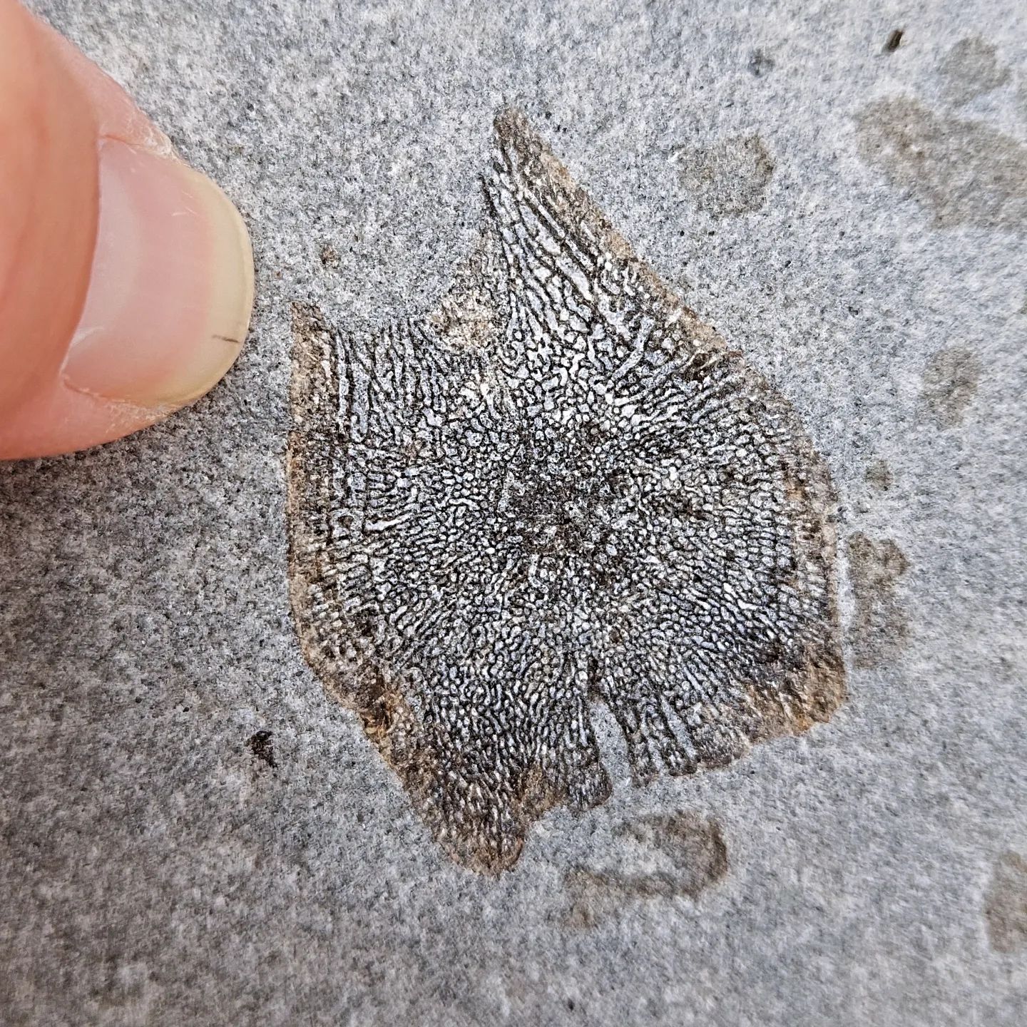 Such beautiful patterns in this bit of Cretaceous bone I found today.    