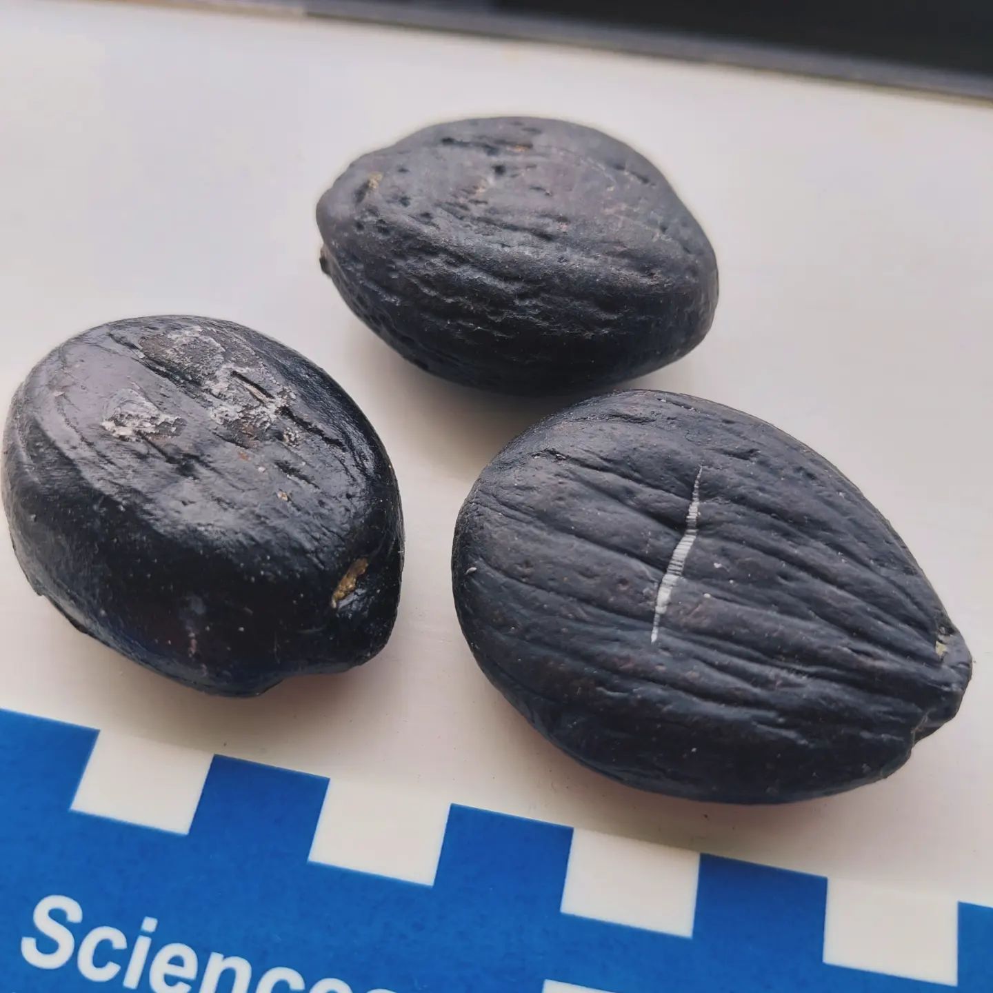 Some beautiful fossil coconuts from Nortland in New Zealand, they are roughly 15 million years old. They are Cocos zeylandica and show New Zealand used to be quite a bit warmer. I visited a fellow fossil hunter and she kindly gave me these, I'll have to go find some myself one day   

The scientific info is from the GNS website