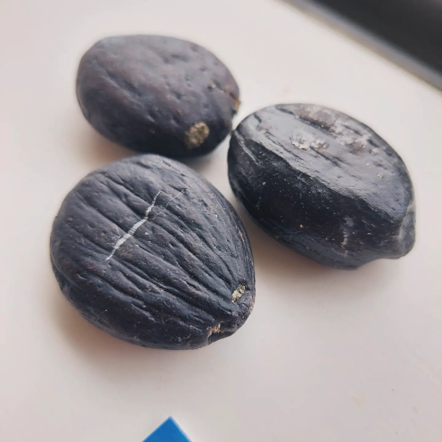 Some beautiful fossil coconuts from Nortland in New Zealand, they are roughly 15 million years old. They are Cocos zeylandica and show New Zealand used to be quite a bit warmer. I visited a fellow fossil hunter and she kindly gave me these, I'll have to go find some myself one day   

The scientific info is from the GNS website