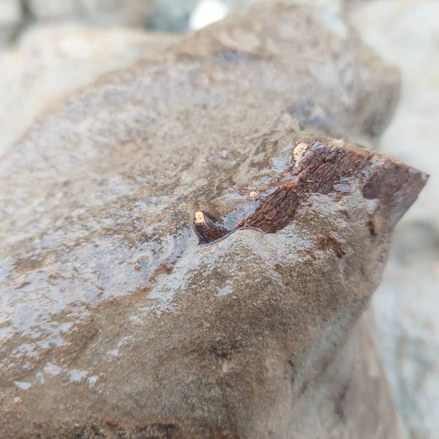 Yesterday, I braved the rain to go have a quick look for some fossils and found a large concretion that had just fallen out the cliff. It has some bone sticking out, which looks like the beak of a bony toothed bird (pelagornithid)!!      