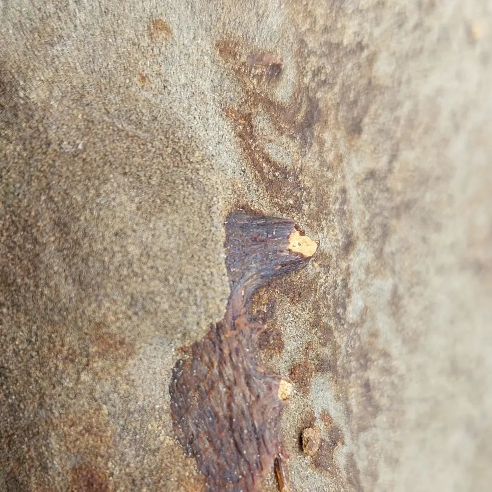 Yesterday, I braved the rain to go have a quick look for some fossils and found a large concretion that had just fallen out the cliff. It has some bone sticking out, which looks like the beak of a bony toothed bird (pelagornithid)!!      