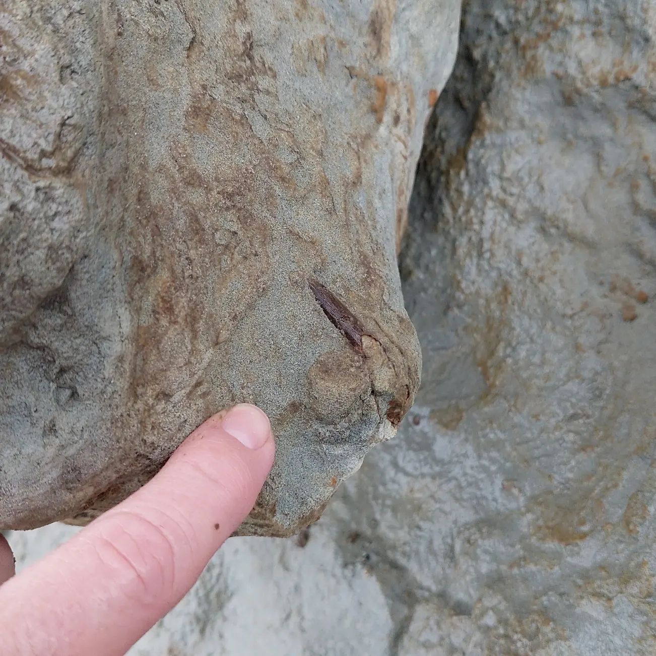Yesterday, I braved the rain to go have a quick look for some fossils and found a large concretion that had just fallen out the cliff. It has some bone sticking out, which looks like the beak of a bony toothed bird (pelagornithid)!!      