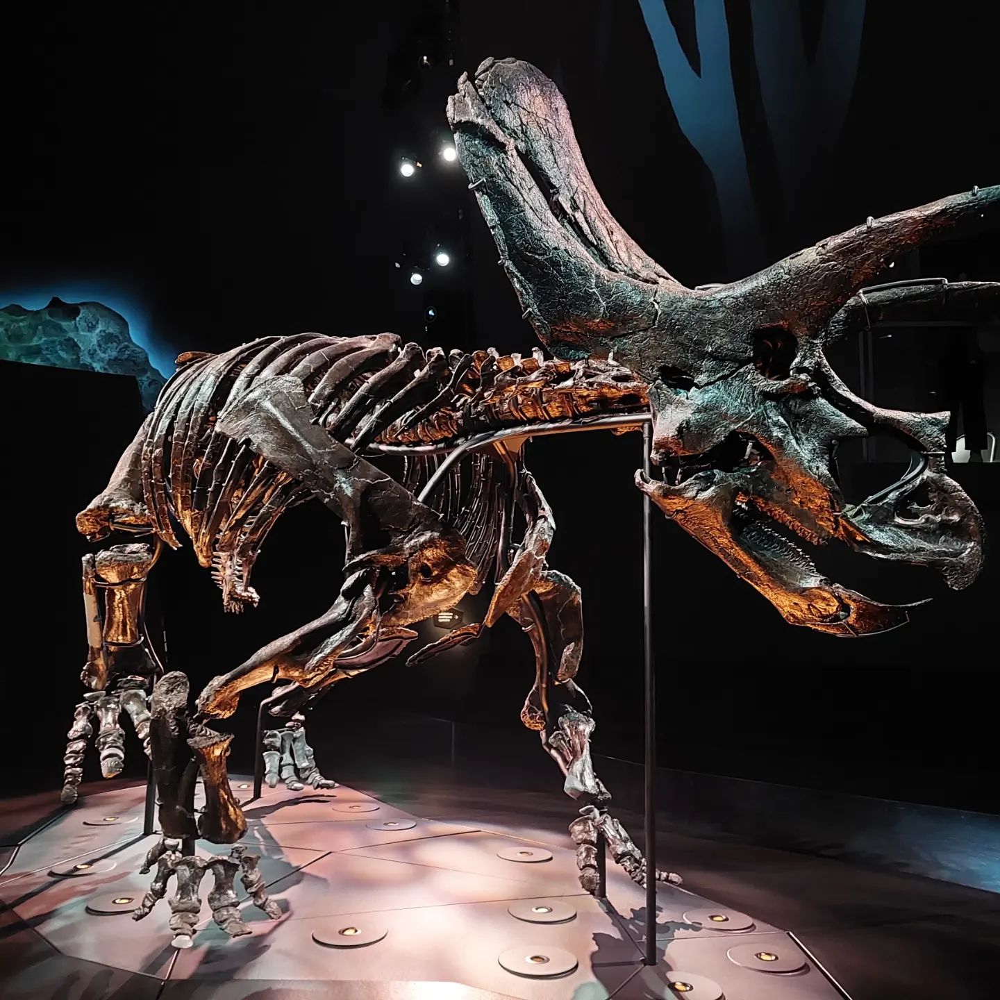 I was blown away by this 85% complete Triceratops in the Melbourne museum, the bones are HUGE! Imagine how long that took to prep 😆 I had great fun at CAVEPS 2023, so many great talks by very passionate paleontologists    