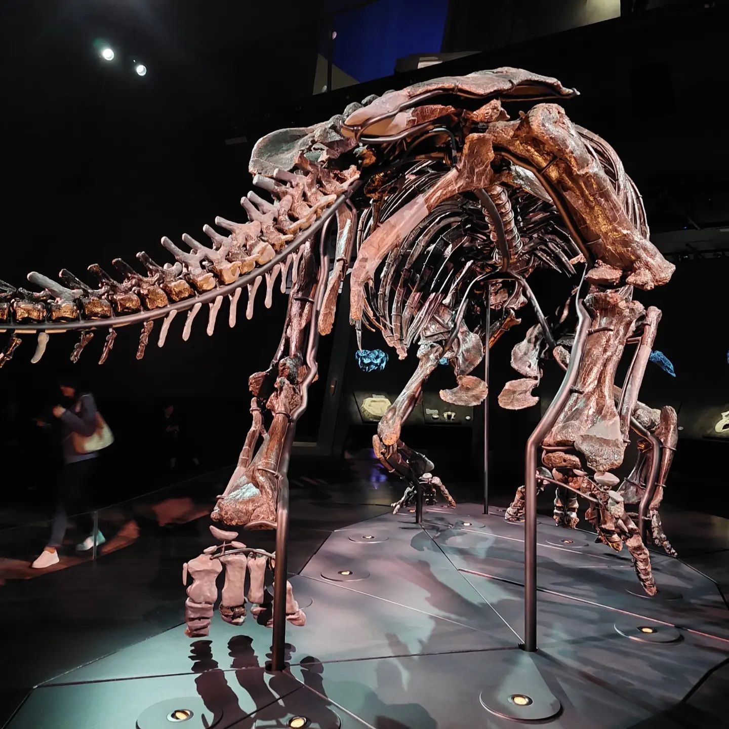 I was blown away by this 85% complete Triceratops in the Melbourne museum, the bones are HUGE! Imagine how long that took to prep 😆 I had great fun at CAVEPS 2023, so many great talks by very passionate paleontologists    