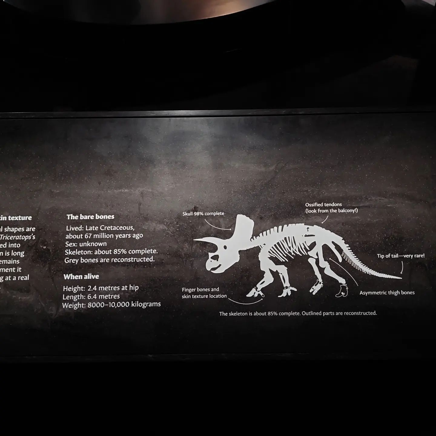 I was blown away by this 85% complete Triceratops in the Melbourne museum, the bones are HUGE! Imagine how long that took to prep 😆 I had great fun at CAVEPS 2023, so many great talks by very passionate paleontologists    