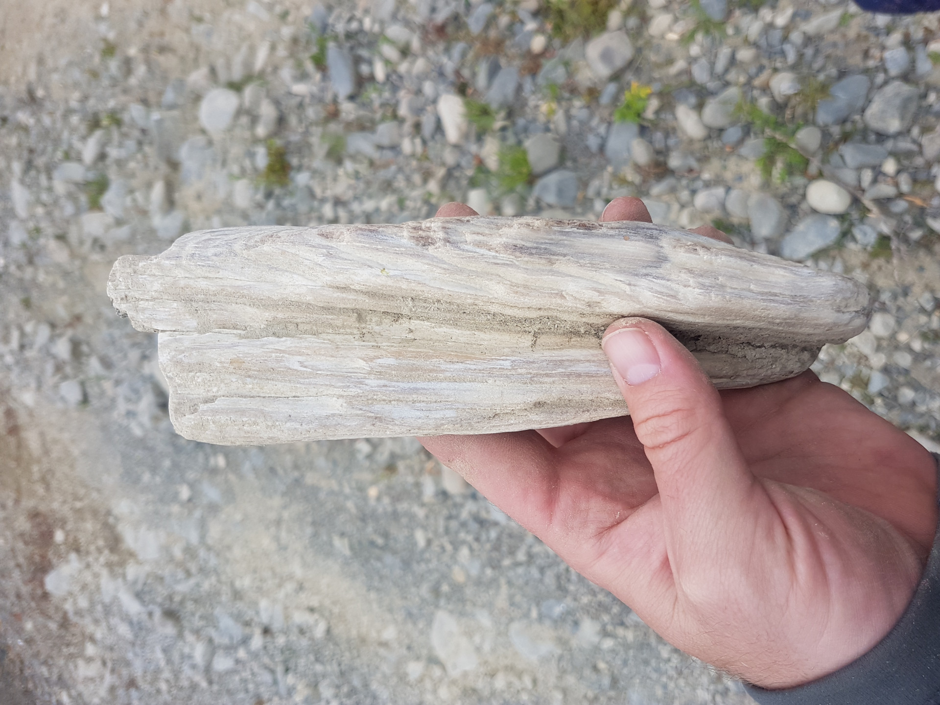 Petrified wood