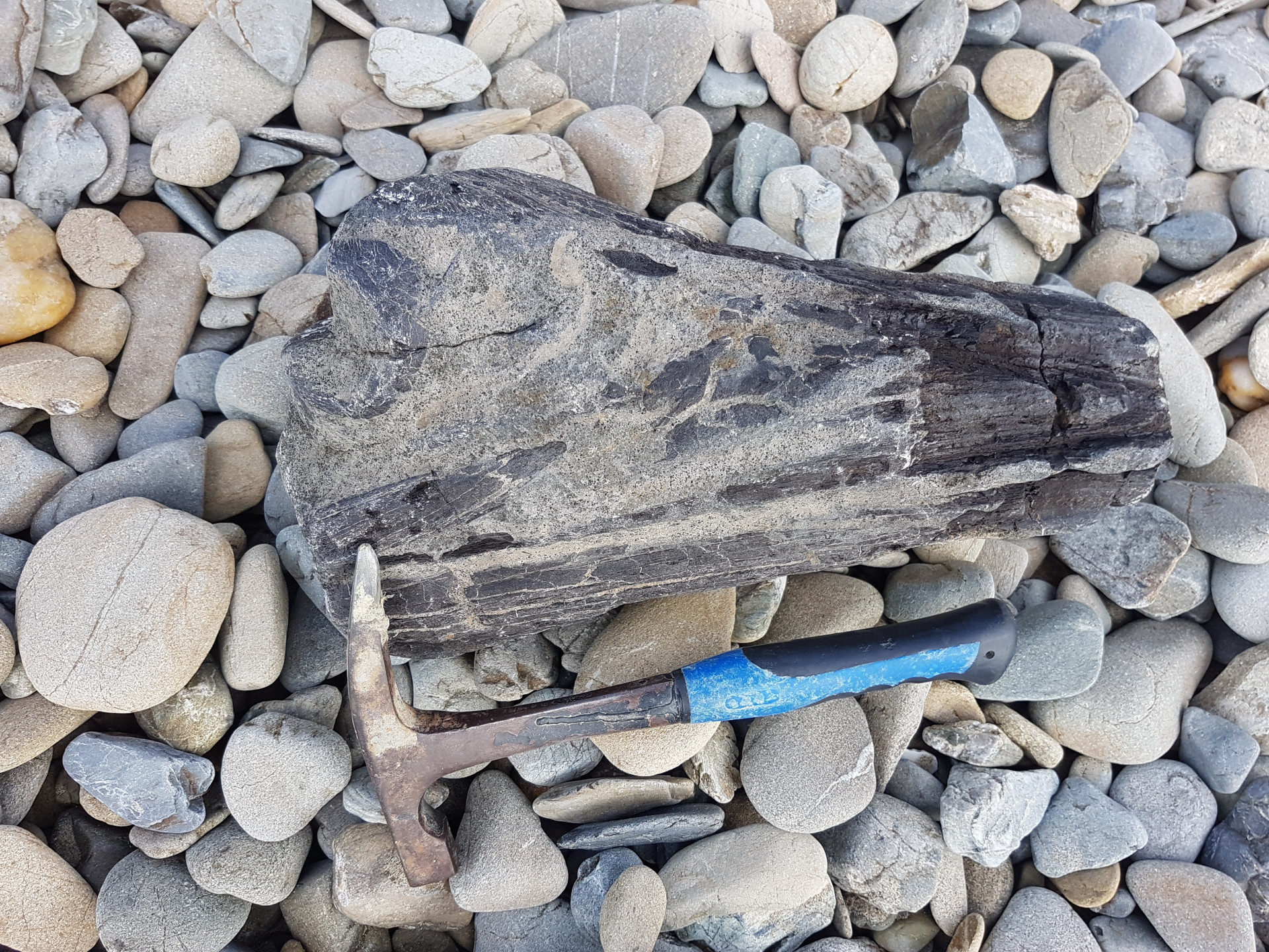 Bill fish skull (main segment)