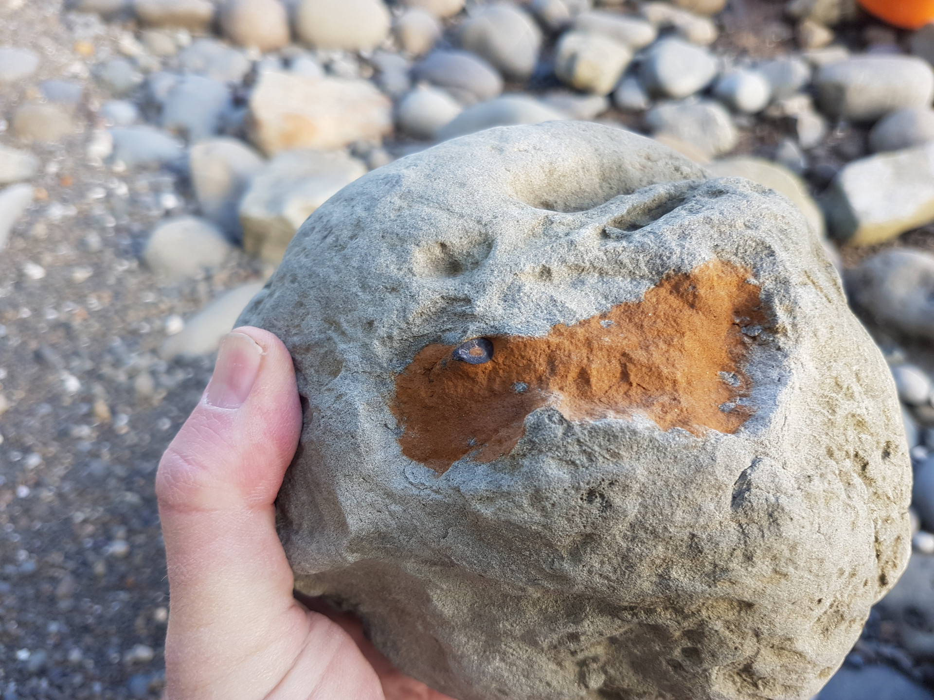 Large concretion with cross section of a claw visible