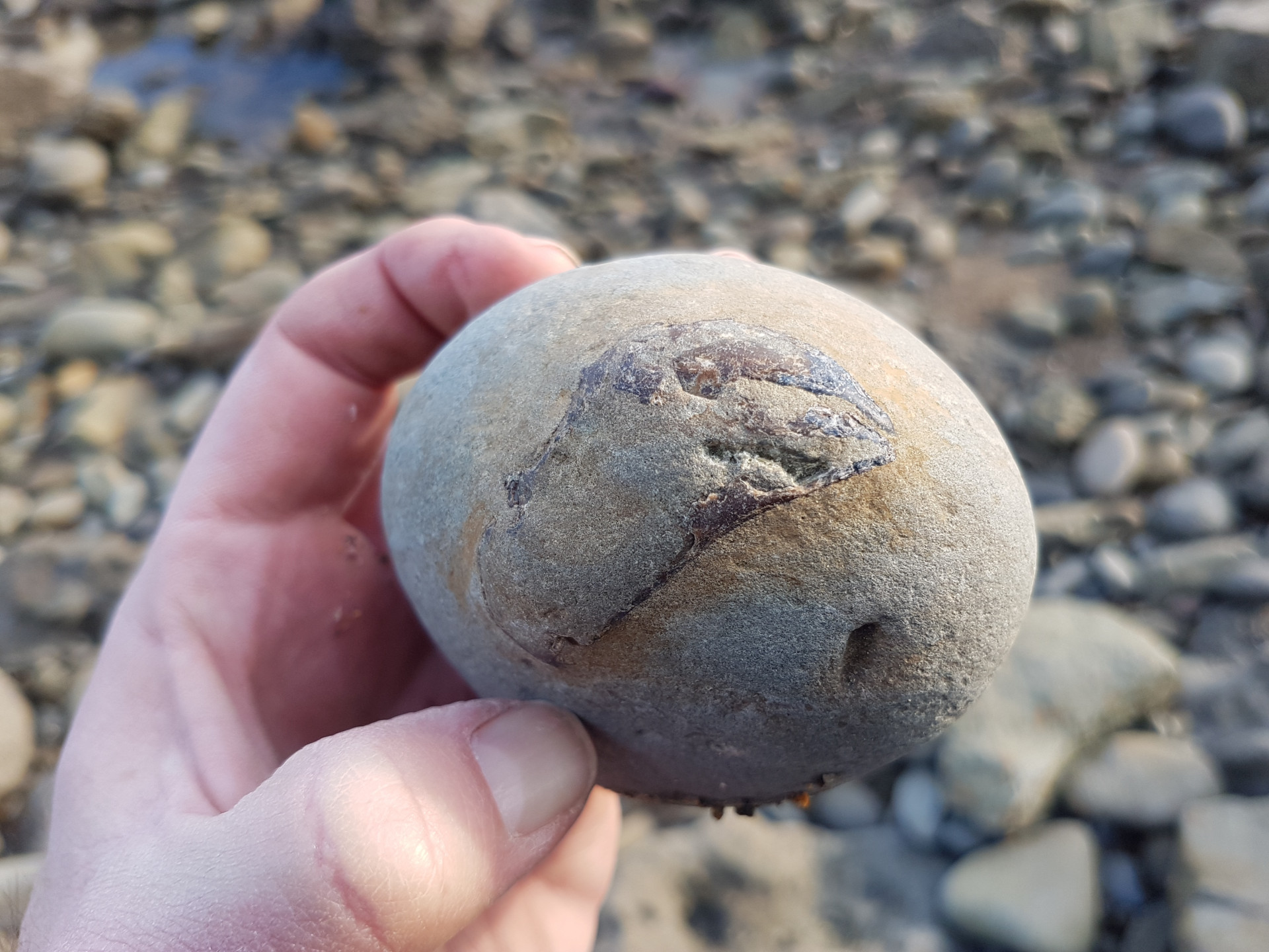 Crab claw