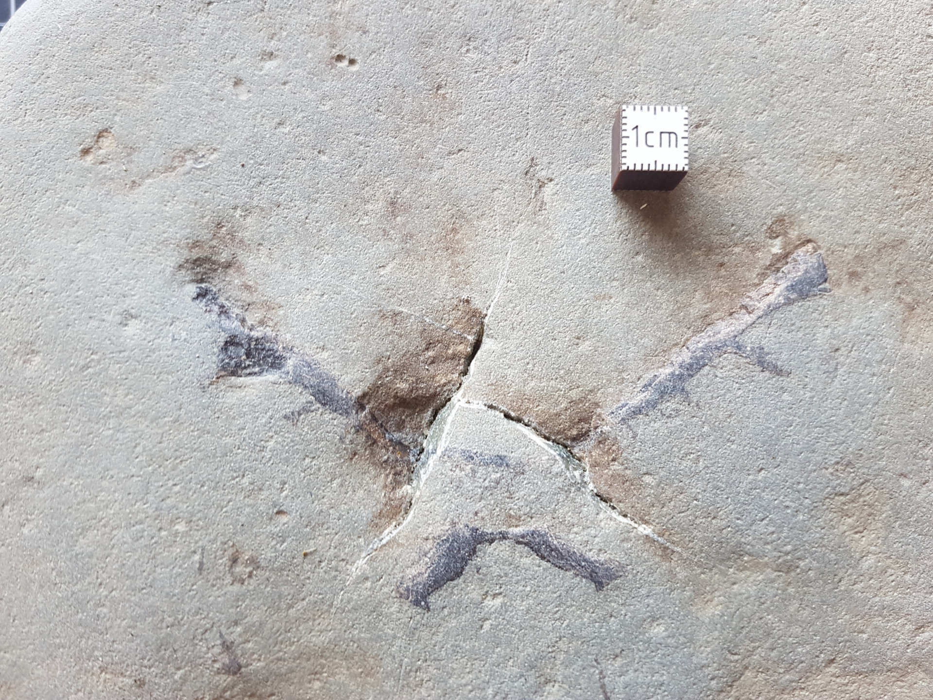 Unknown bone forming an "X"