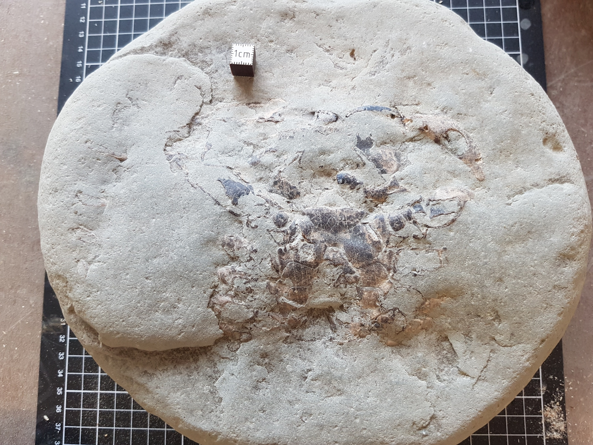 Ventral crab in concretion