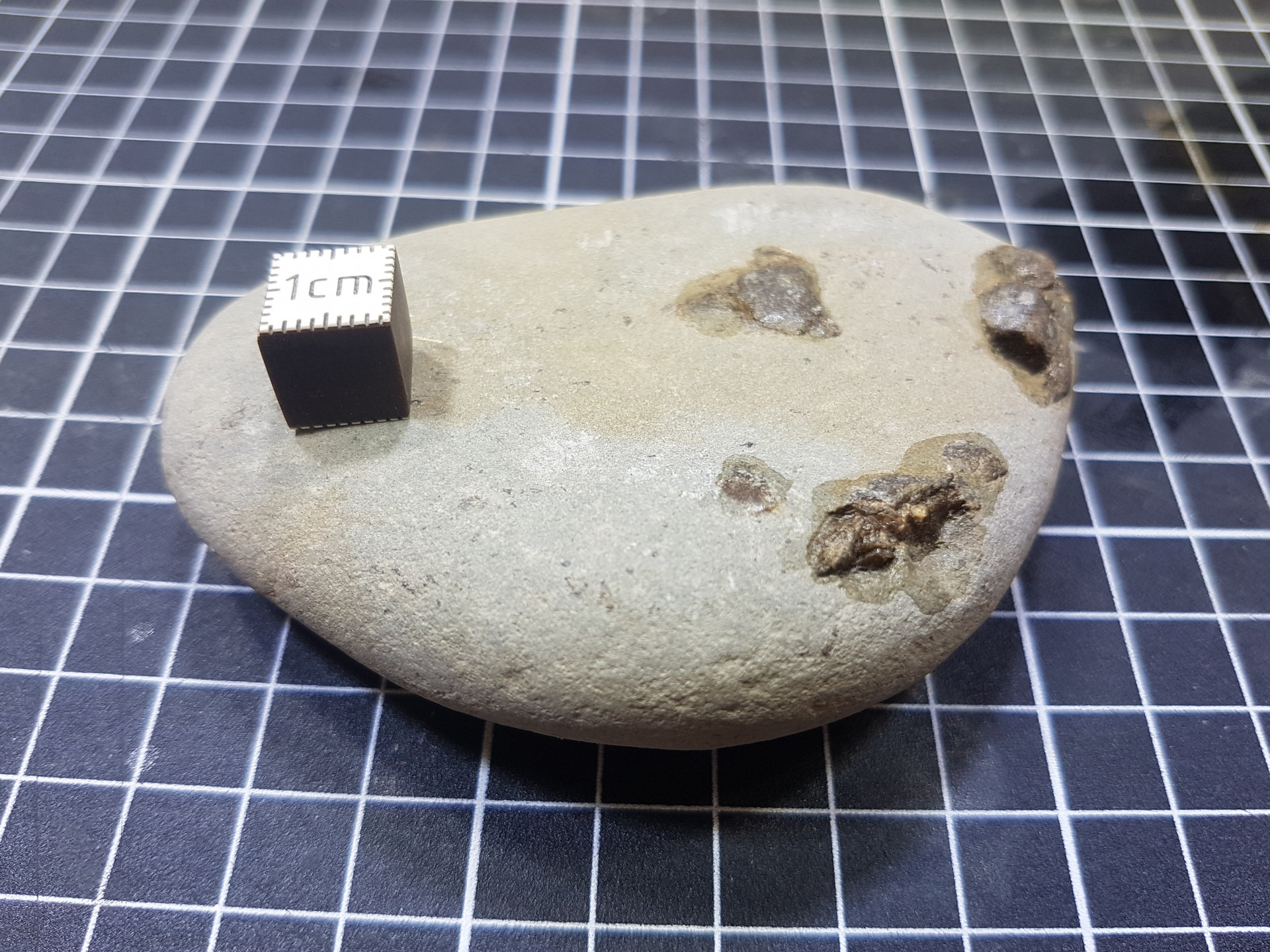 Bone cluster (small)