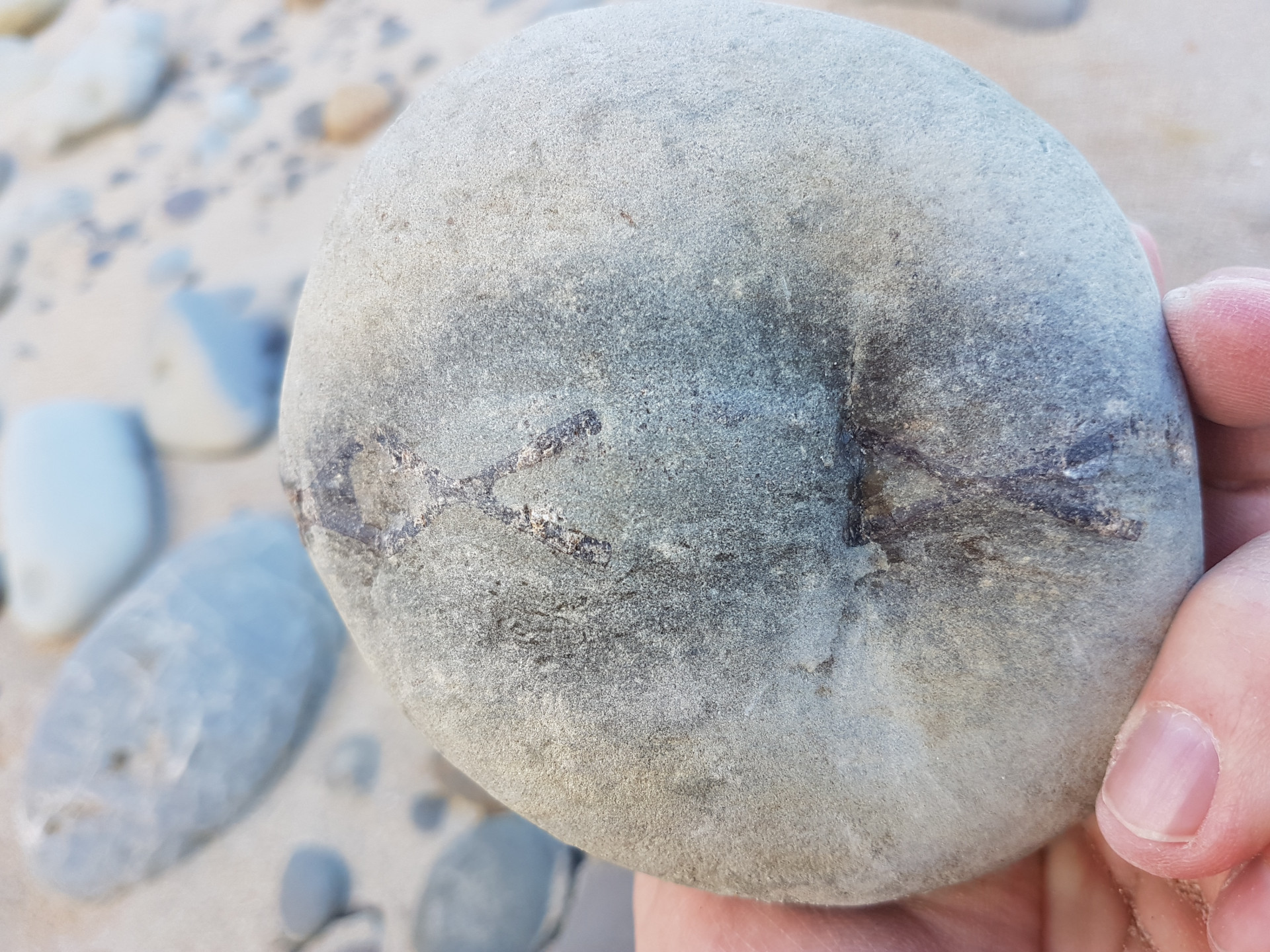 Shark / fish vertebrae