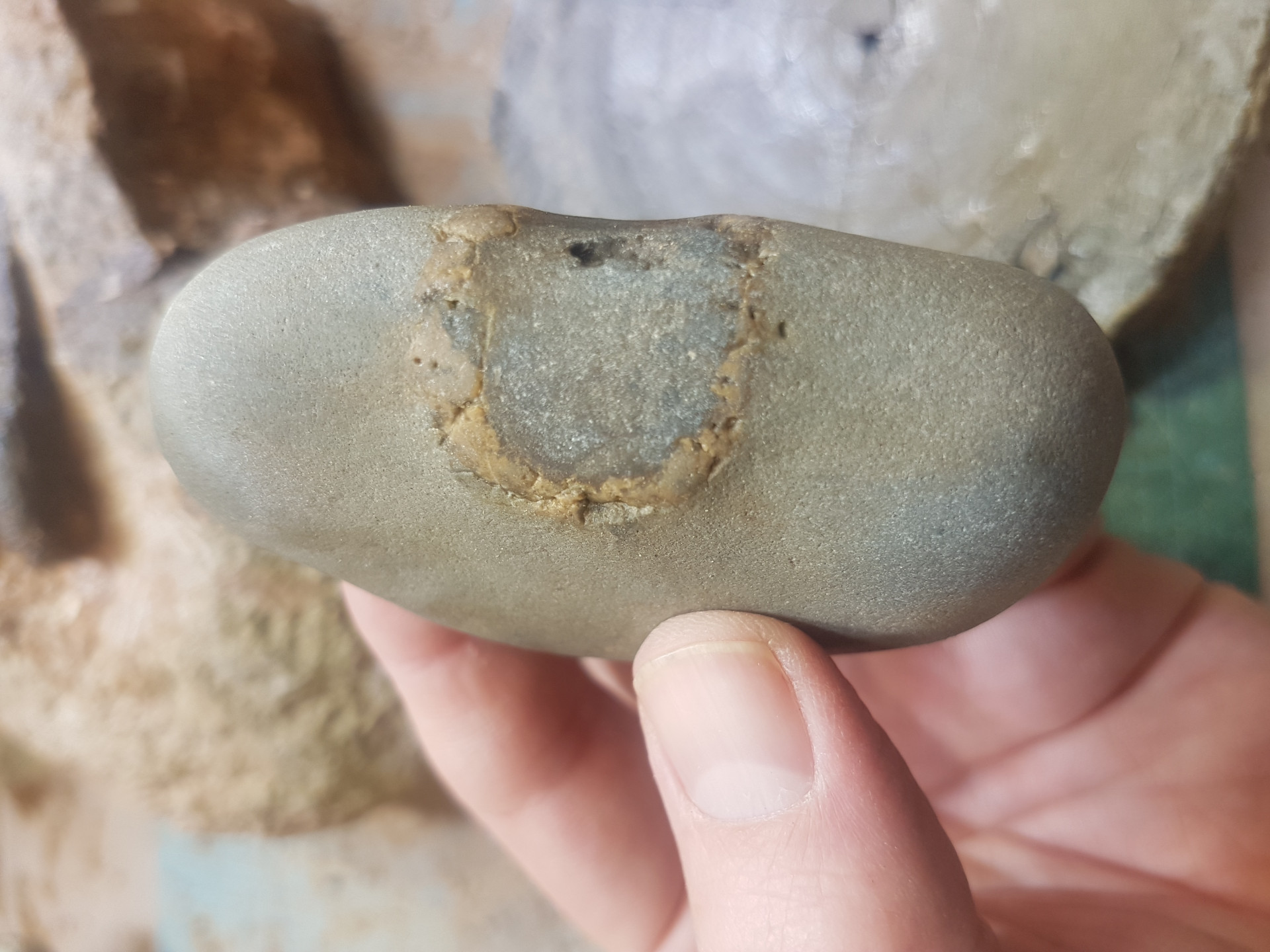 Unknown fossil