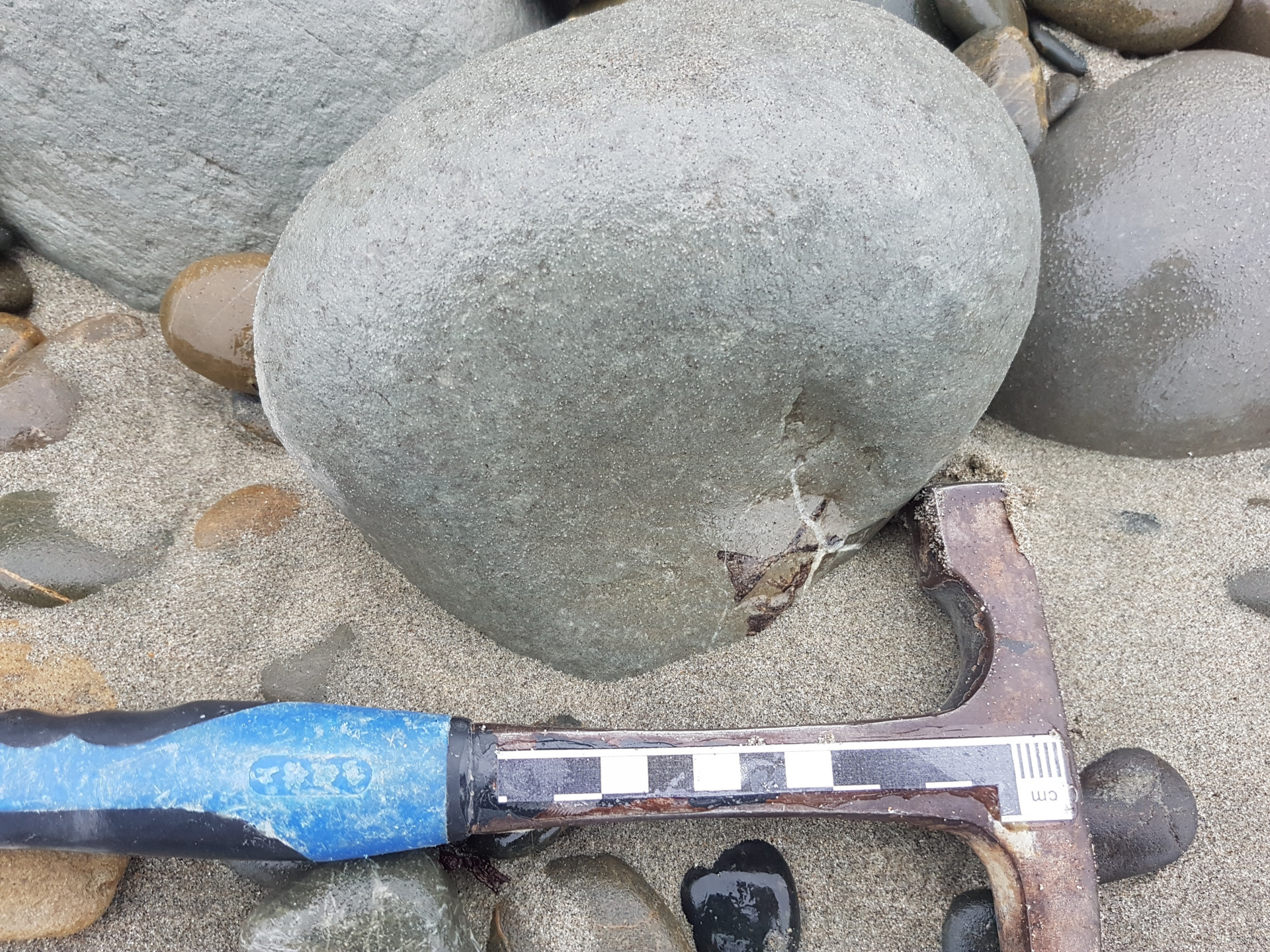 Shark vertebrae in concretion