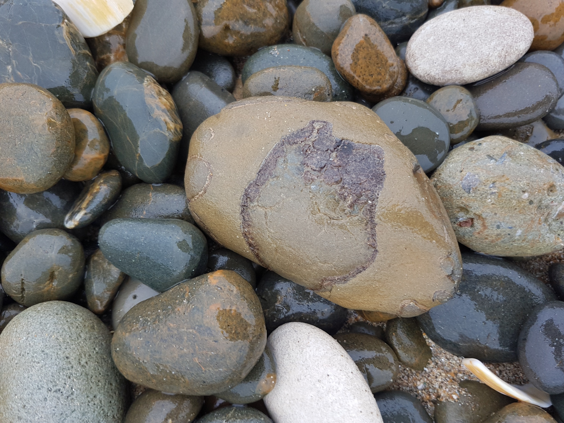 Small, water-worn crab