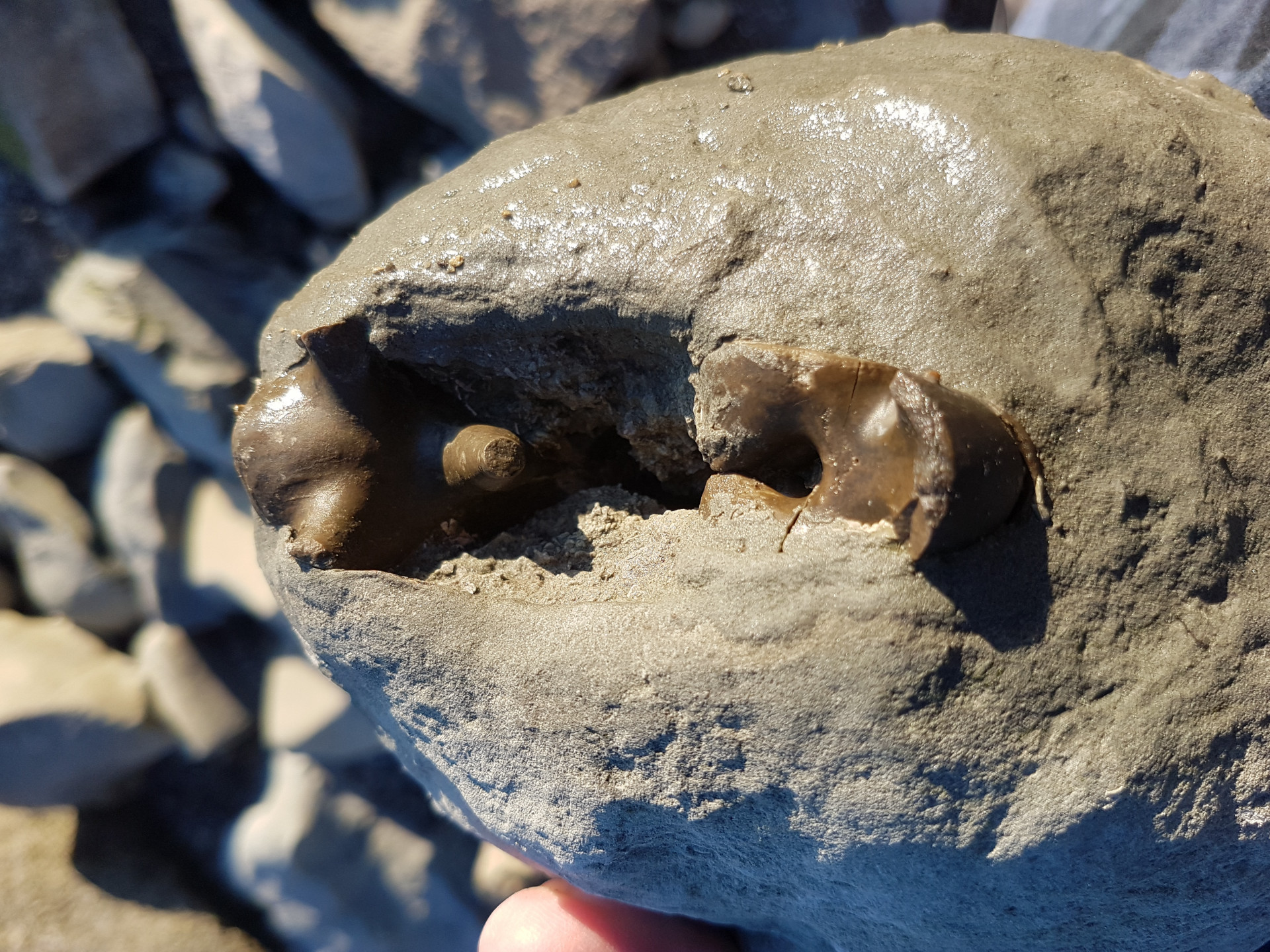 Possible nautiloid