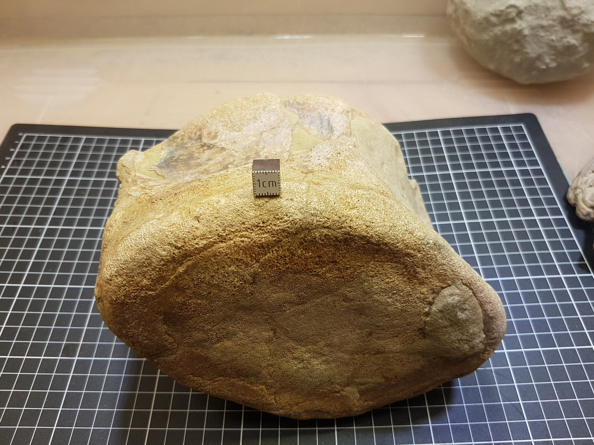 Cetacean vertebrae (large)