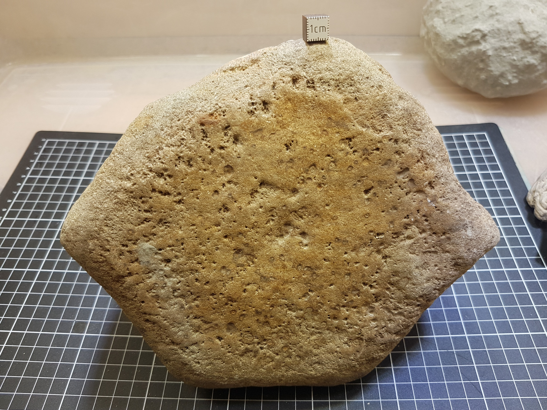 Cetacean vertebrae (large)