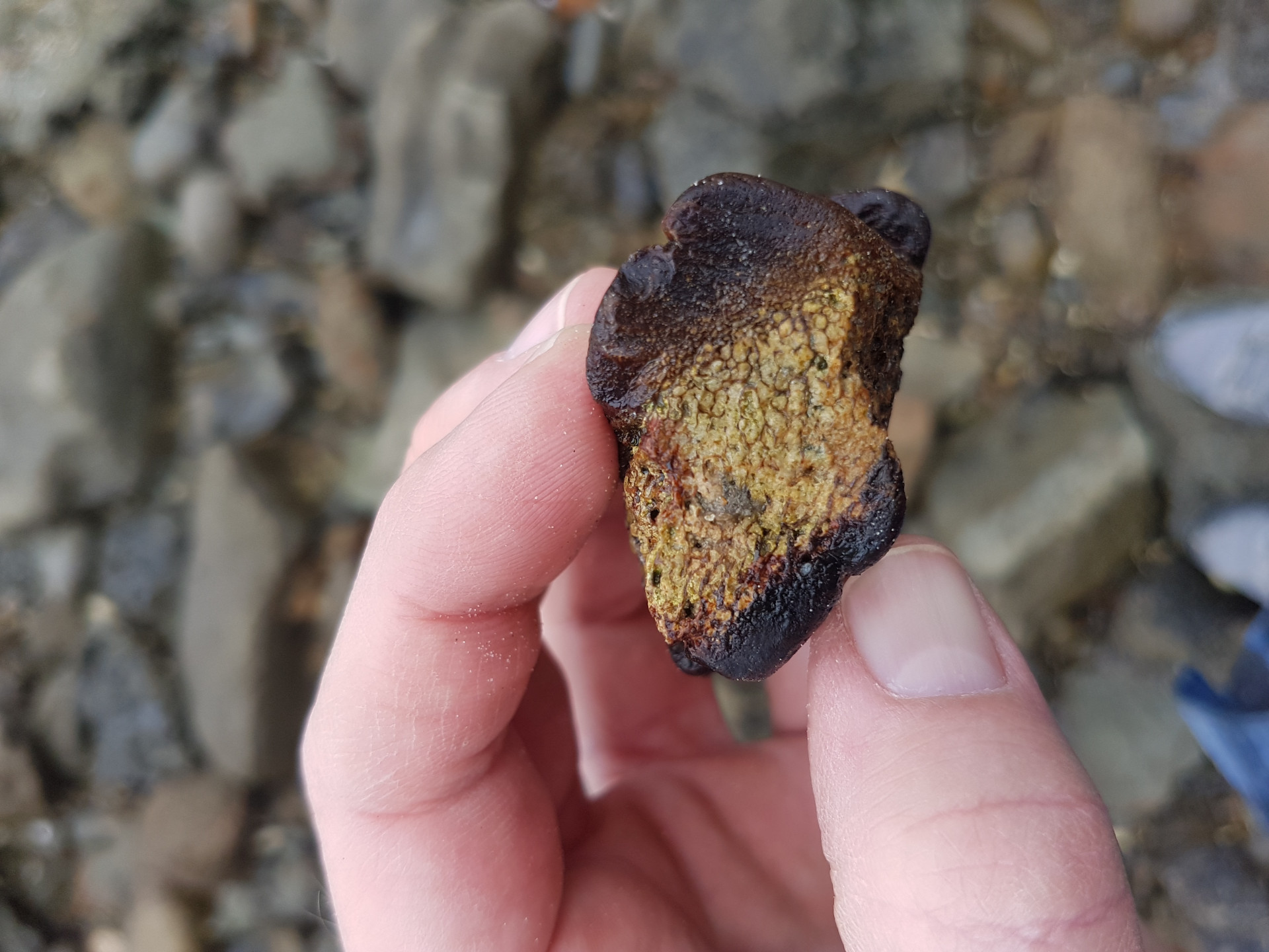 Small piece of bone