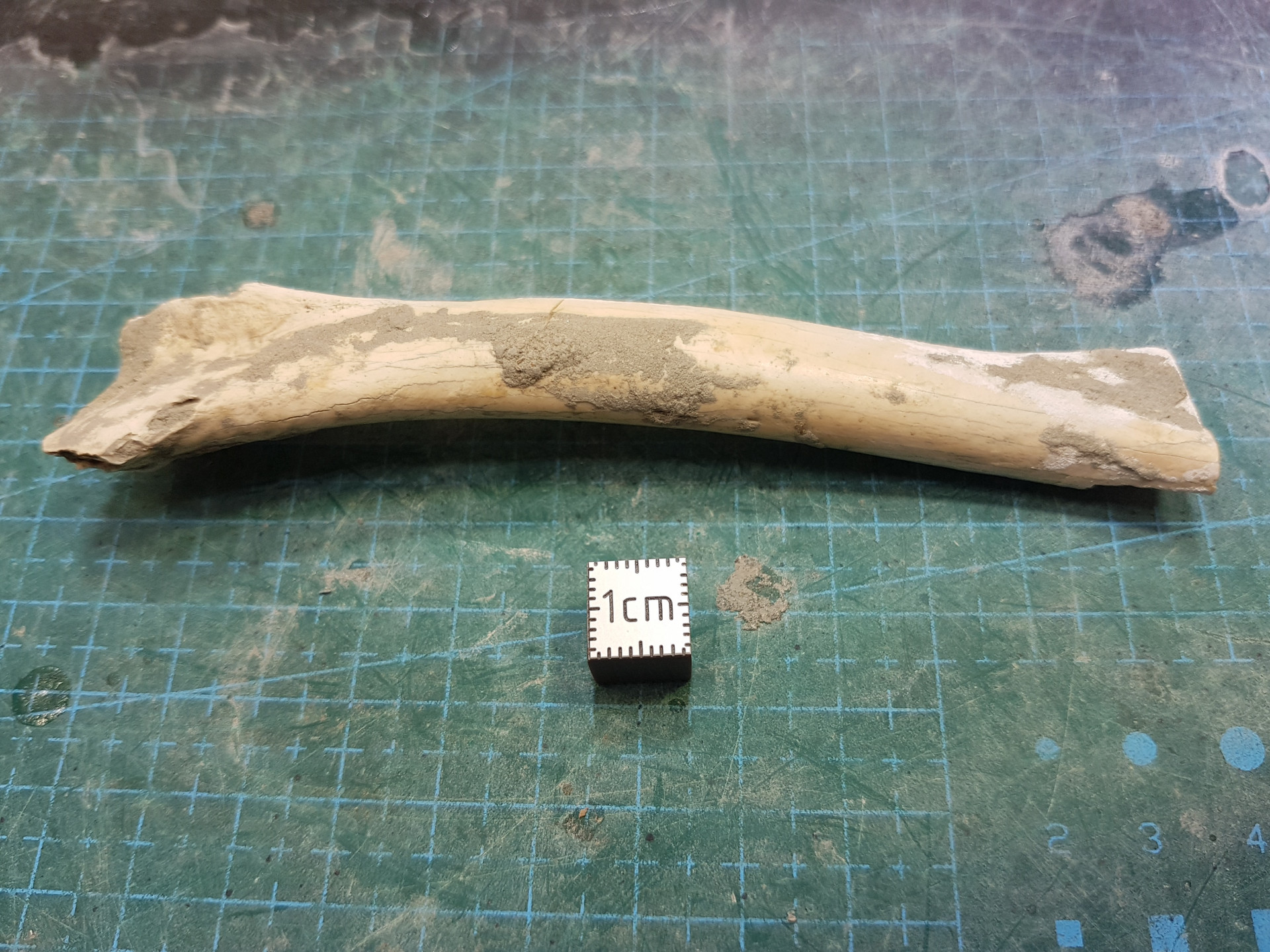 Flightless goose wing bone