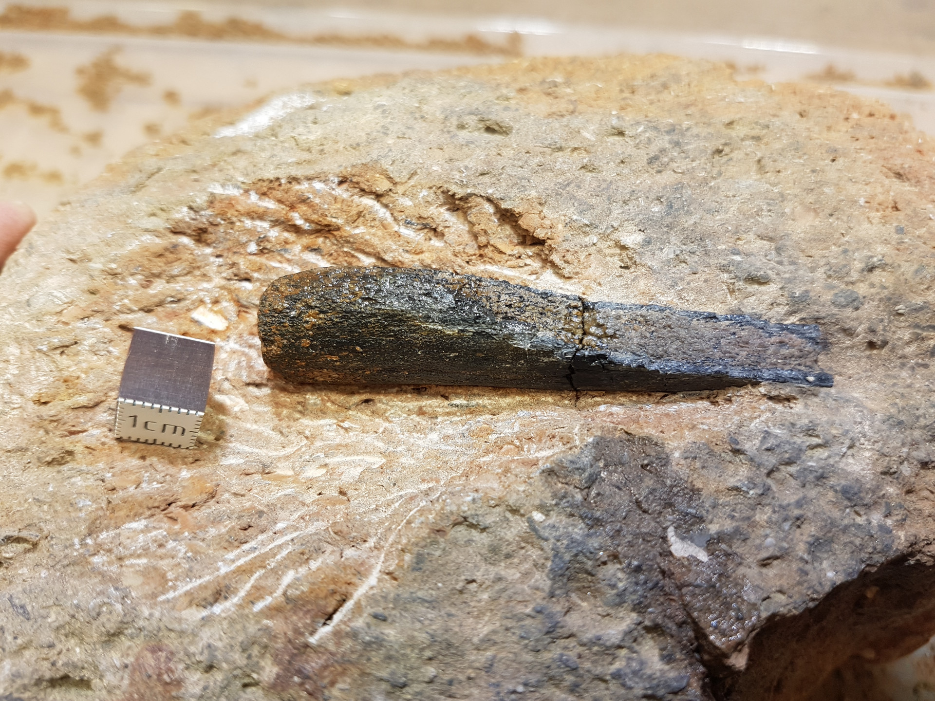 Unknown bone