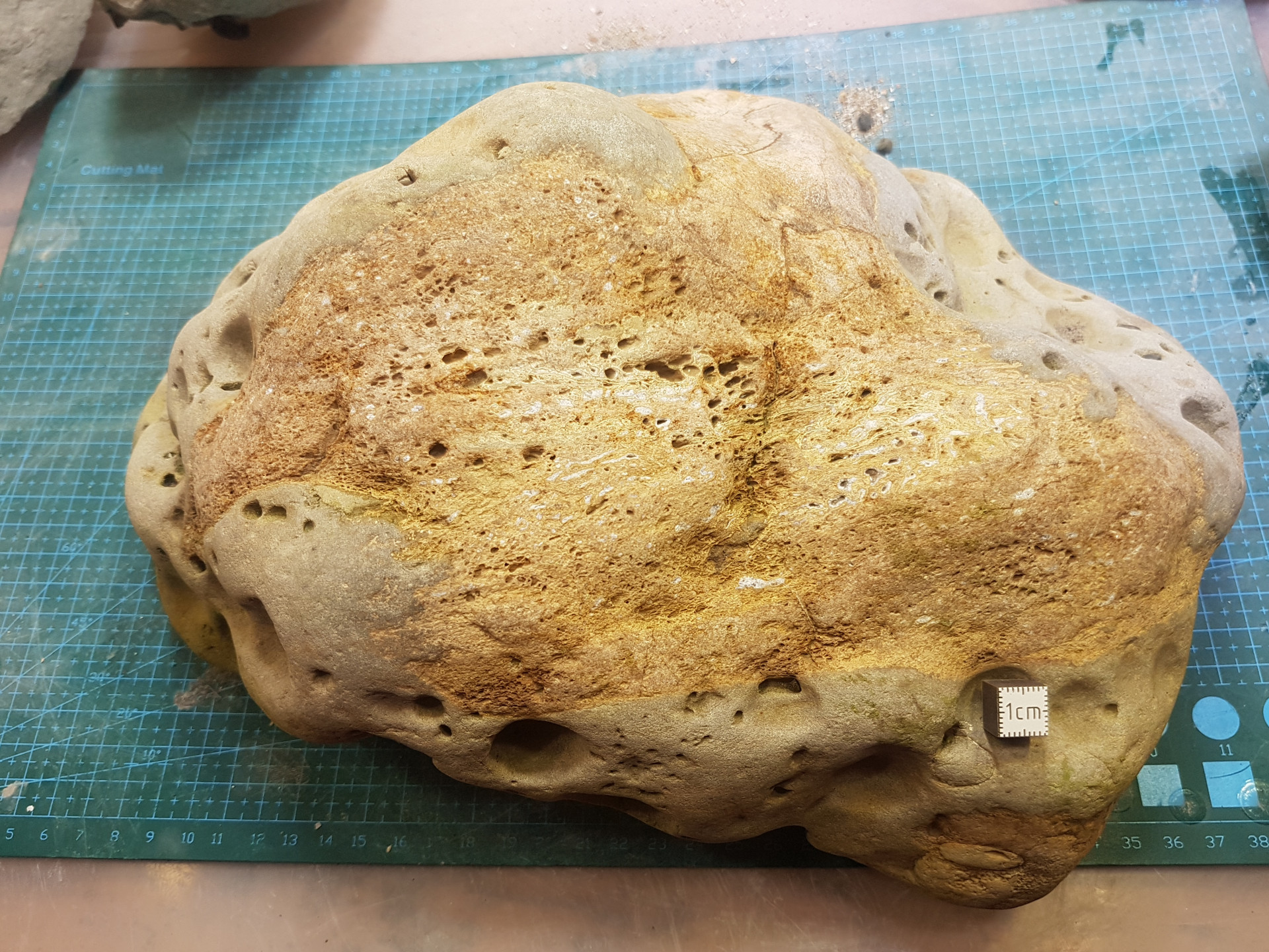 Suspected cetacean skull element